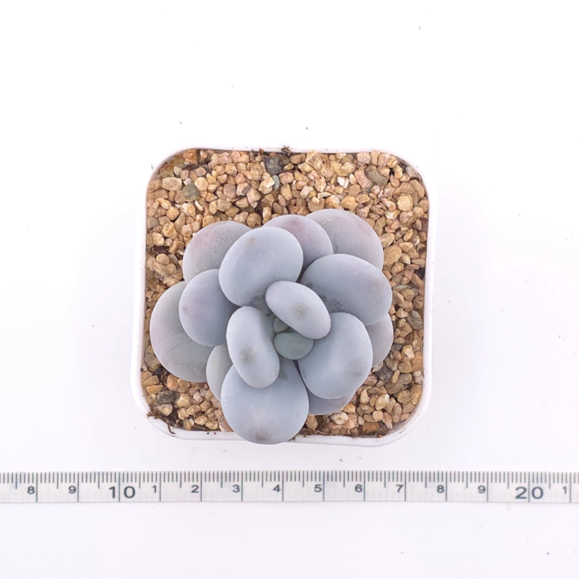 Pachyphytum ‘Cheese’ | 奶酪 thumbnail 4