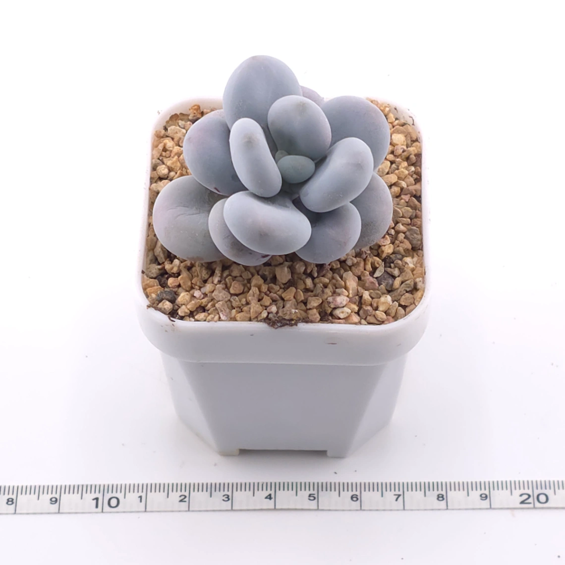Pachyphytum ‘Cheese’ | 奶酪 thumbnail 3
