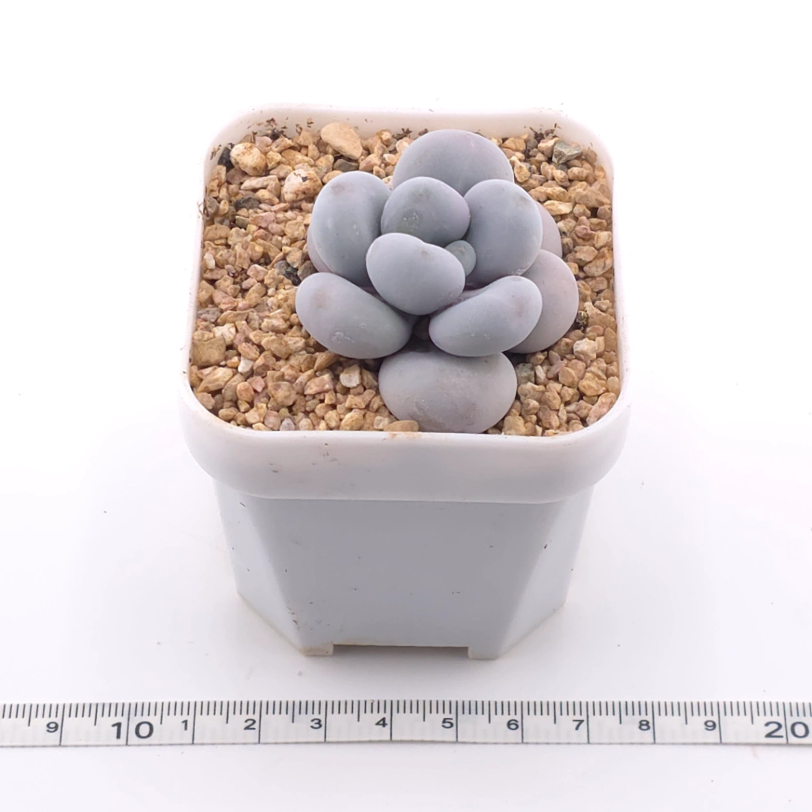 Pachyphytum ‘Cheese’ | 奶酪 thumbnail 3
