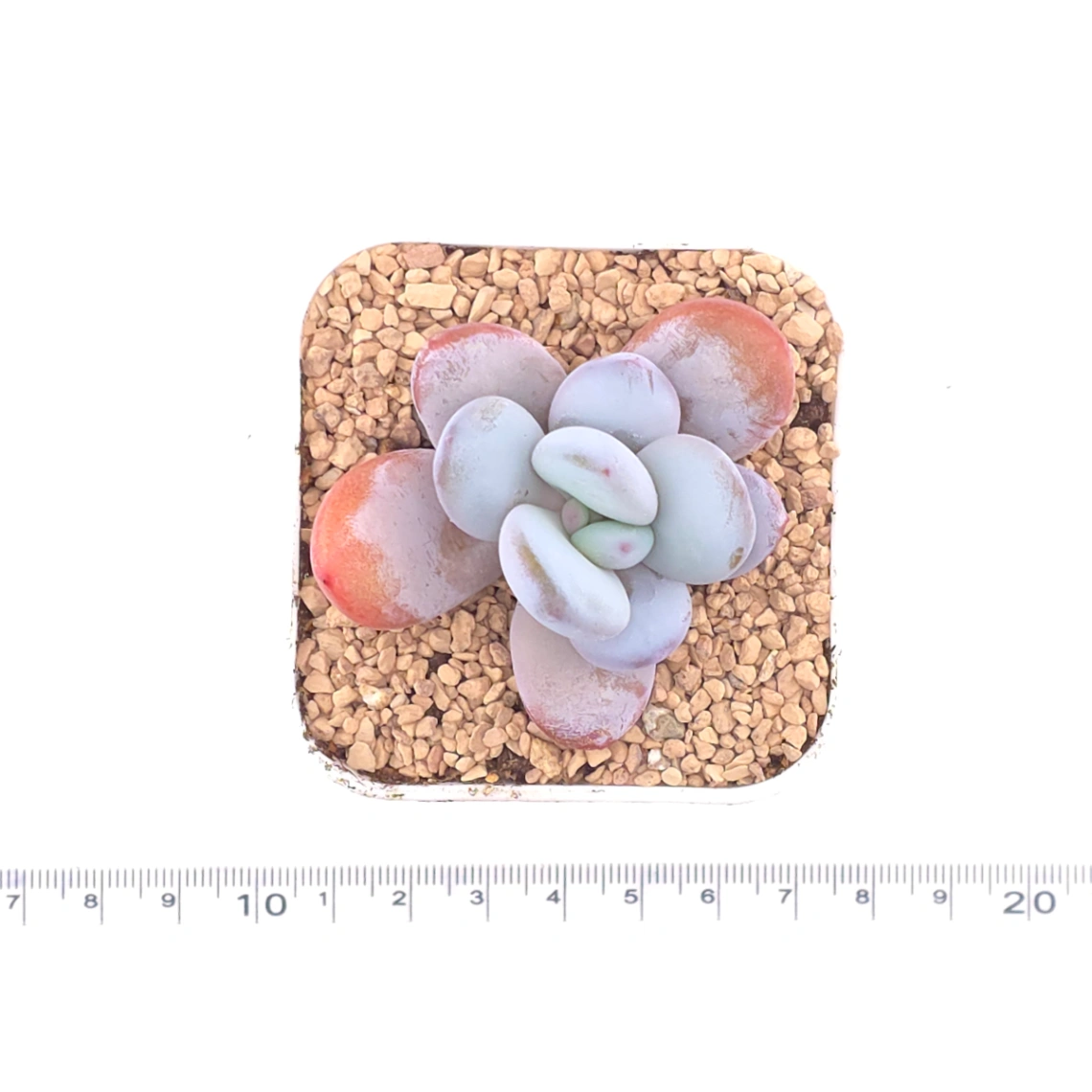 Pachyphytum ‘Cuicatecanum’ | 雪美人 thumbnail 4