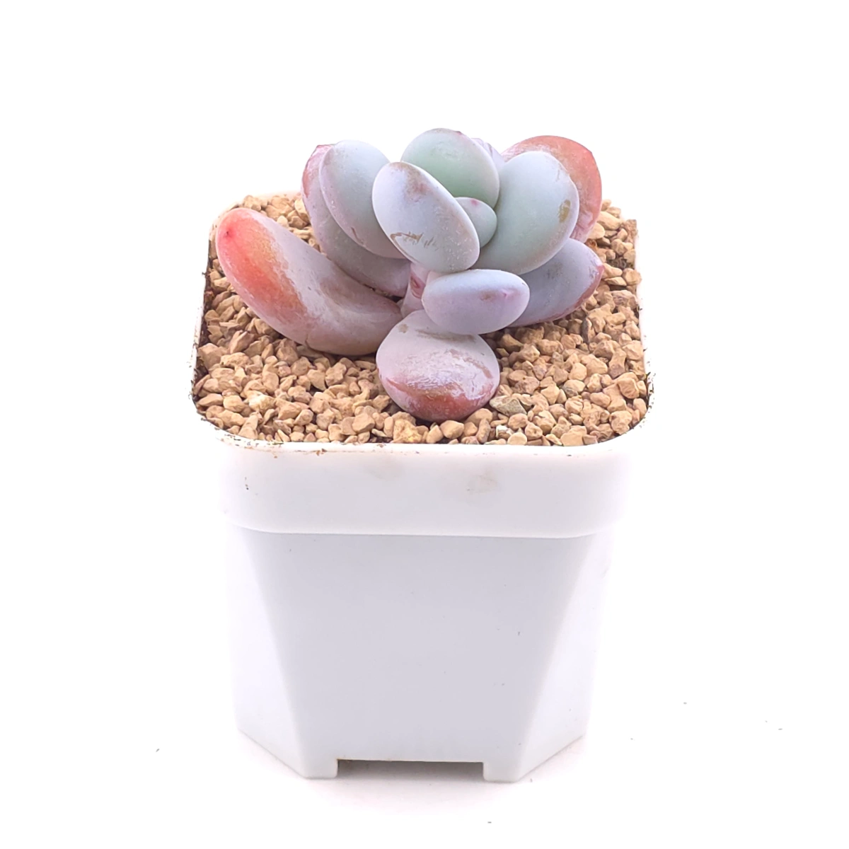 Pachyphytum ‘Cuicatecanum’ | 雪美人 thumbnail 2
