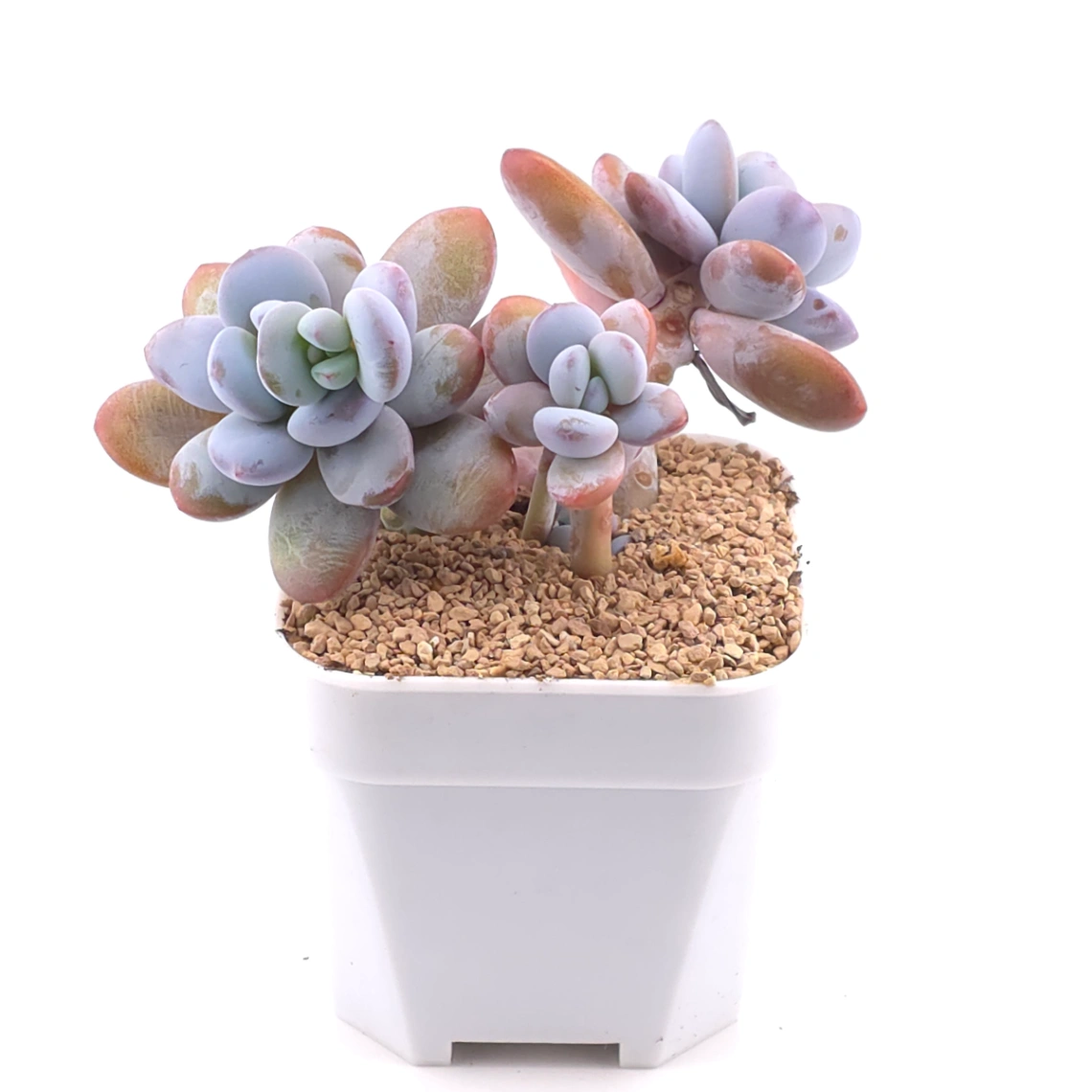 Pachyphytum ‘Cuicatecanum’ | 雪美人 thumbnail 2