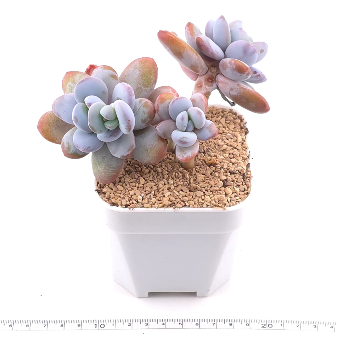 Pachyphytum ‘Cuicatecanum’ | 雪美人 thumbnail 3