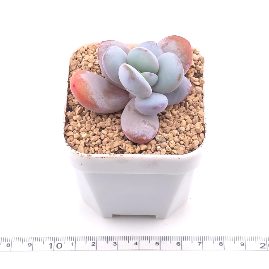 Pachyphytum ‘Cuicatecanum’ | 雪美人 thumbnail 3