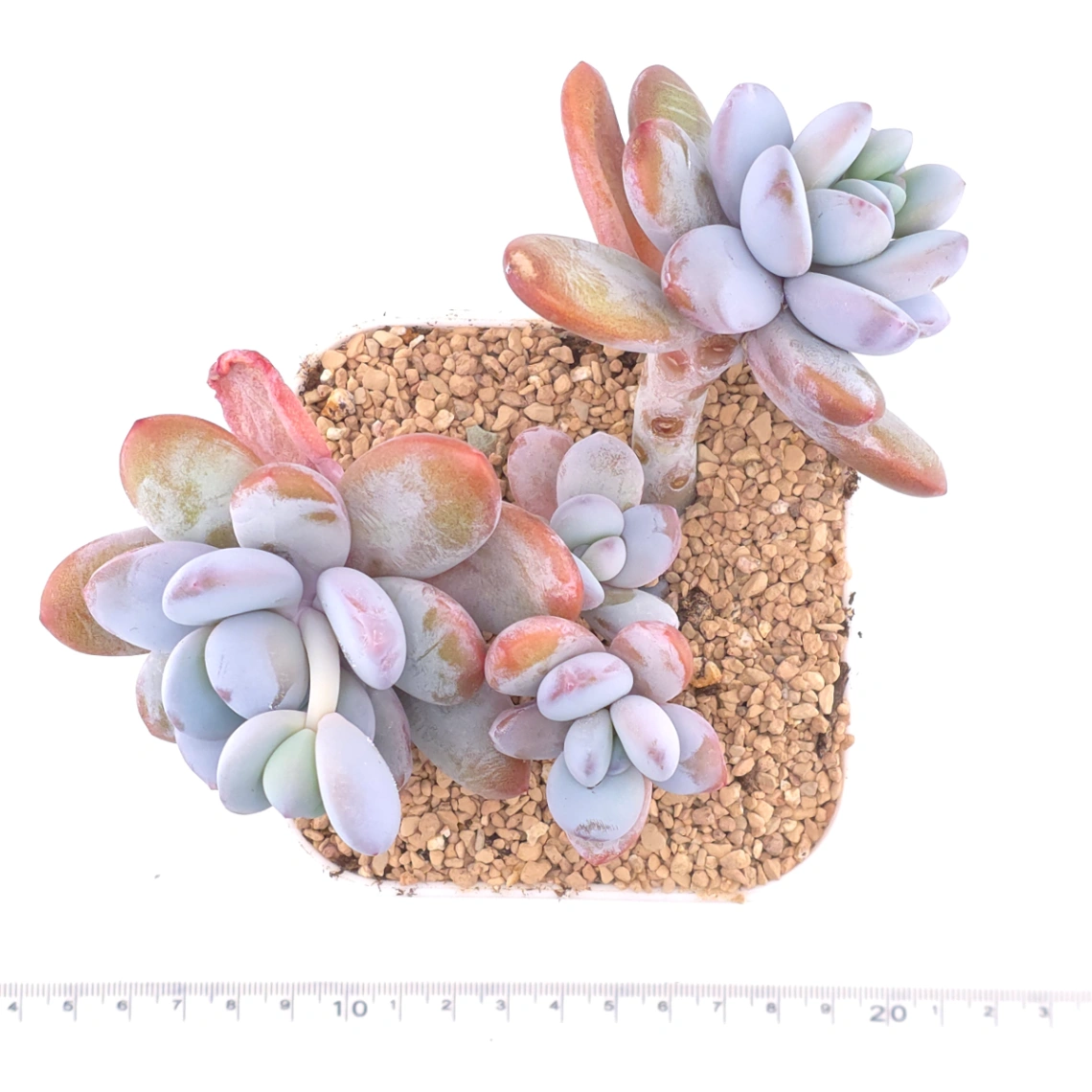 Pachyphytum ‘Cuicatecanum’ | 雪美人 thumbnail 4