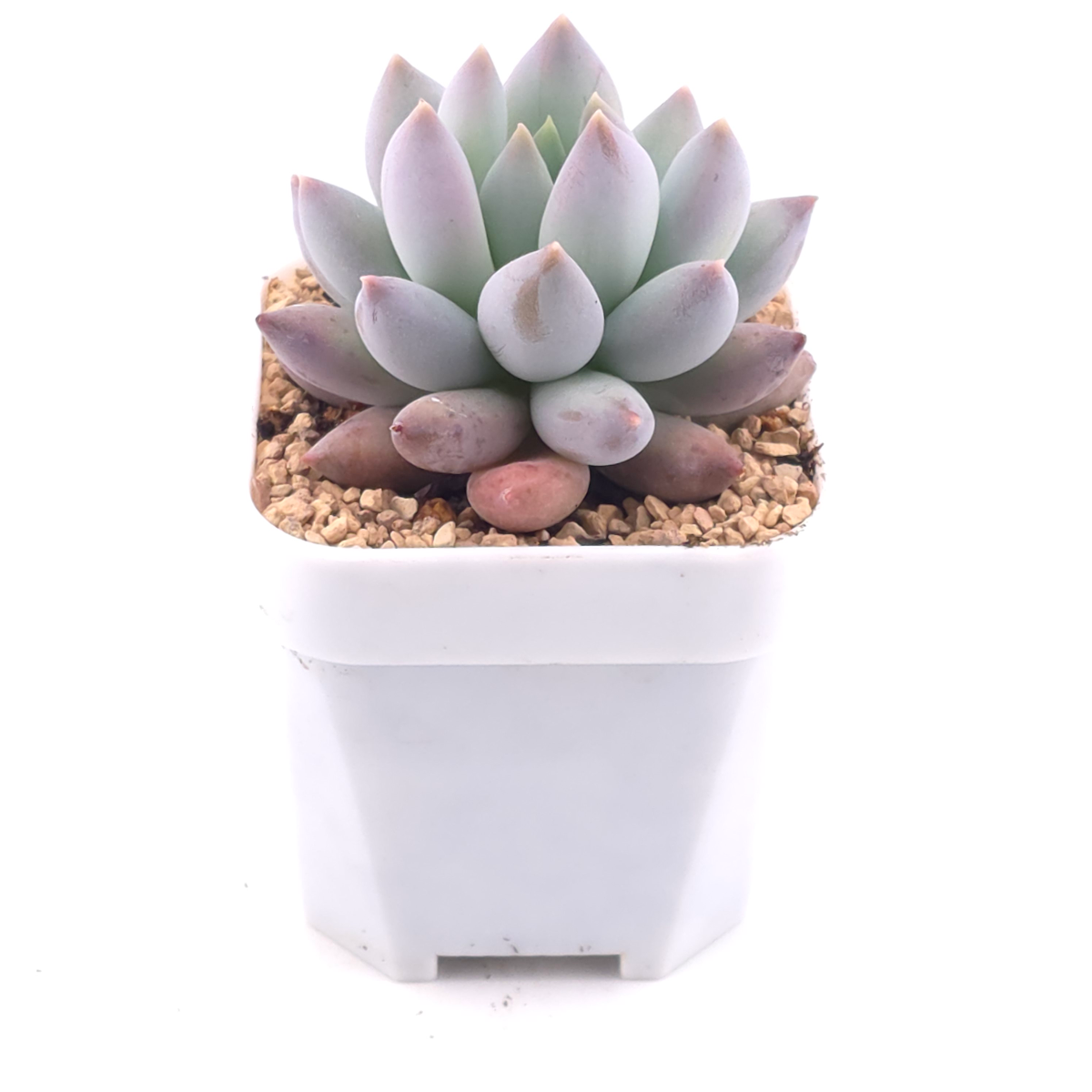 Pachyphytum ‘Hana Byul’ | 星玉 thumbnail 2