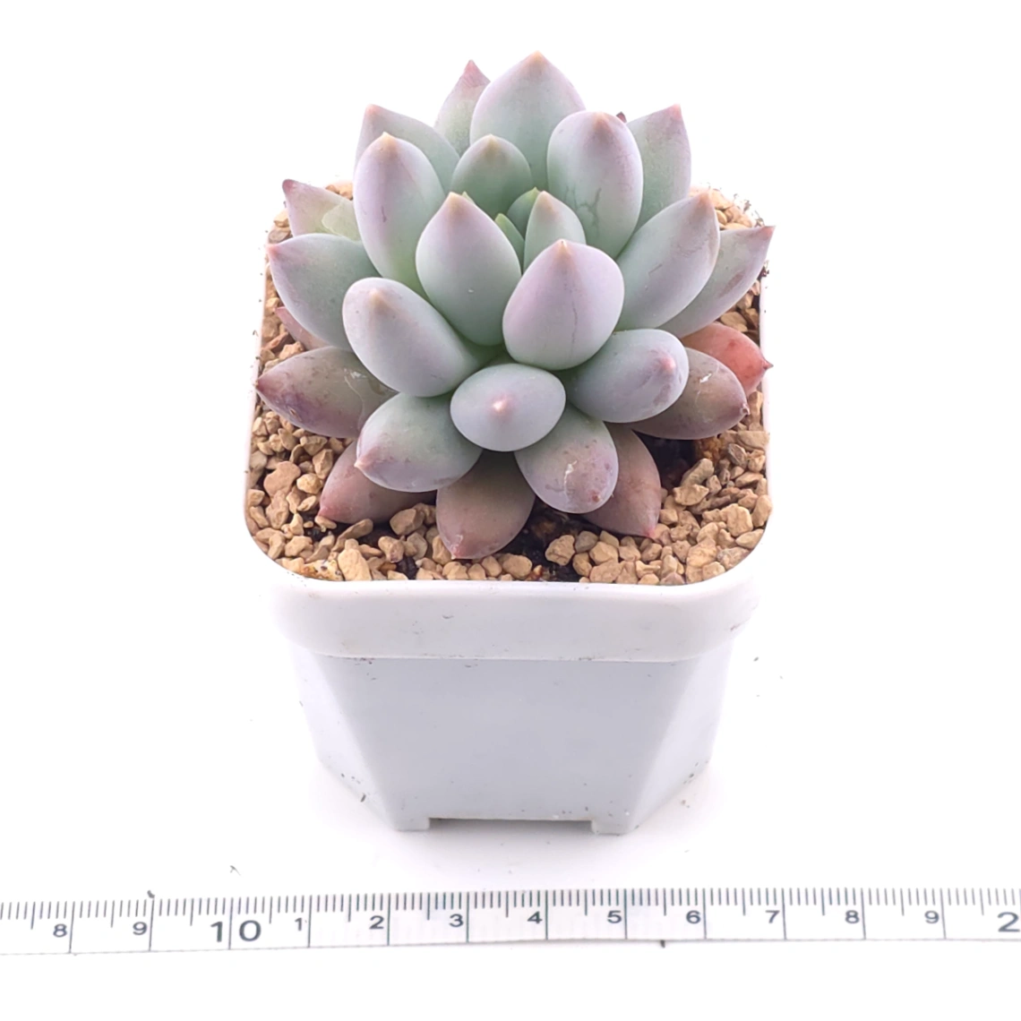 Pachyphytum ‘Hana Byul’ | 星玉 thumbnail 3