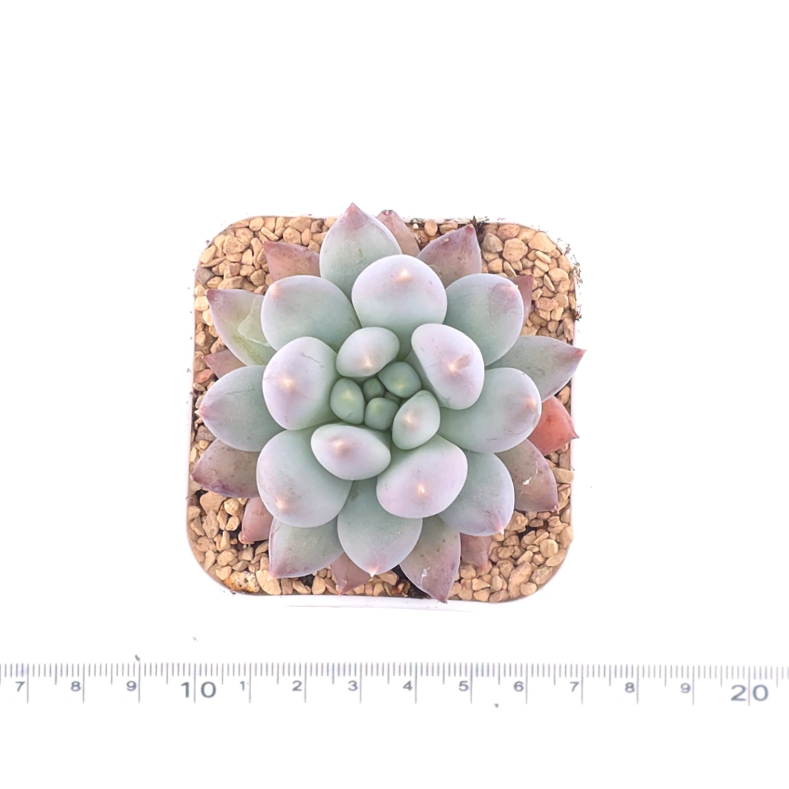 Pachyphytum ‘Hana Byul’ | 星玉 thumbnail 4