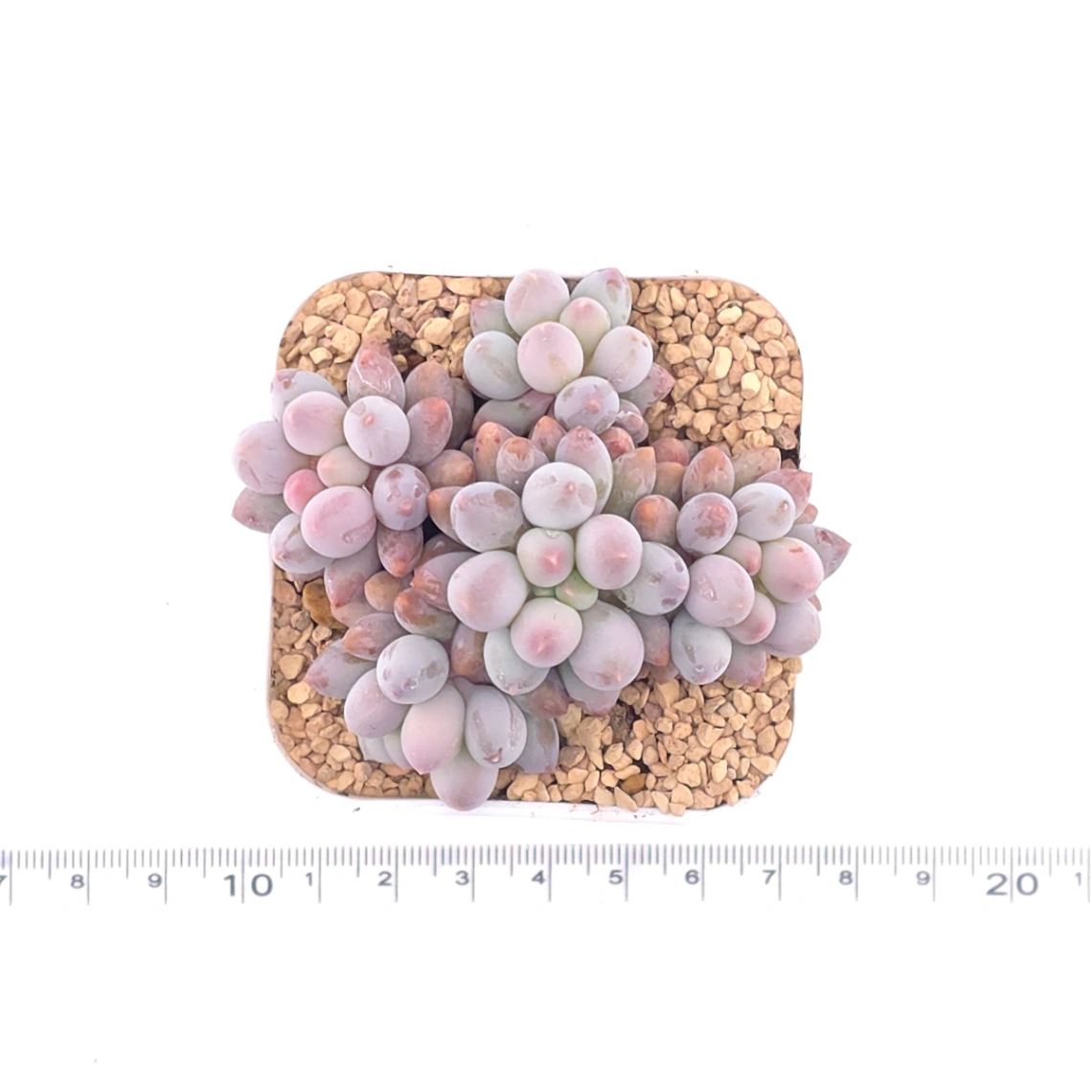 Pachyphytum ‘Machucae’ (Baby Finger) | 嬰兒手指 thumbnail 4
