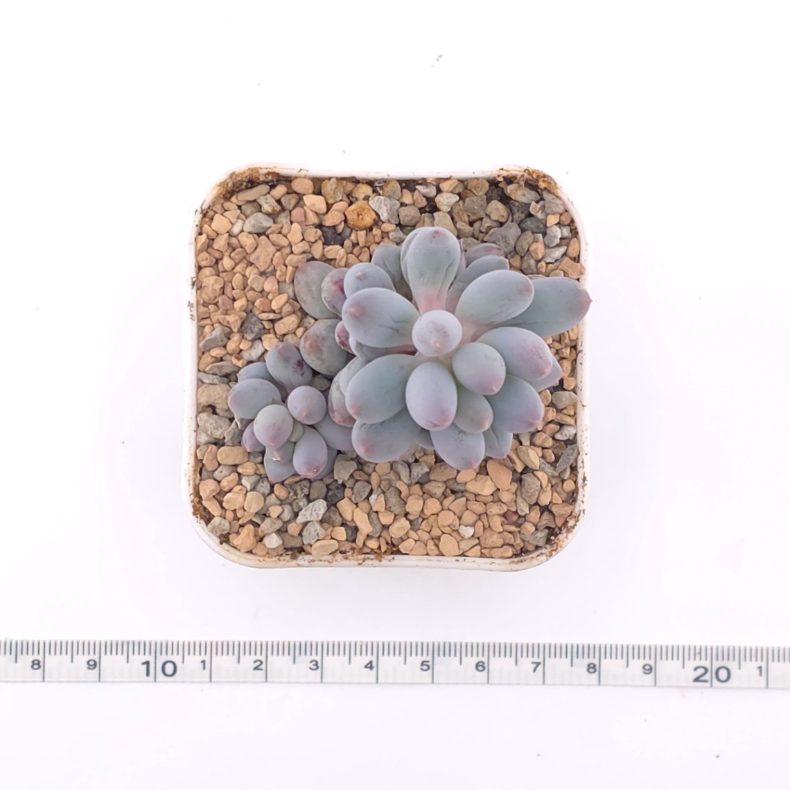 Pachyphytum ‘Machucae’ (Baby Finger) | 嬰兒手指 thumbnail 4