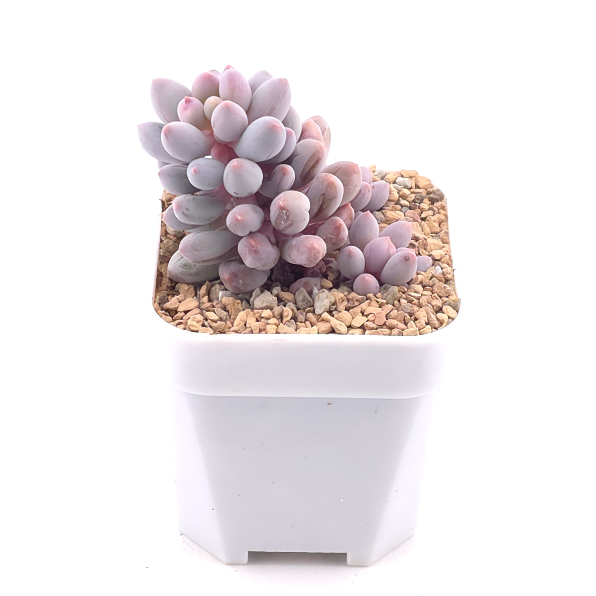 Pachyphytum ‘Machucae’ (Baby Finger) | 嬰兒手指 thumbnail 2