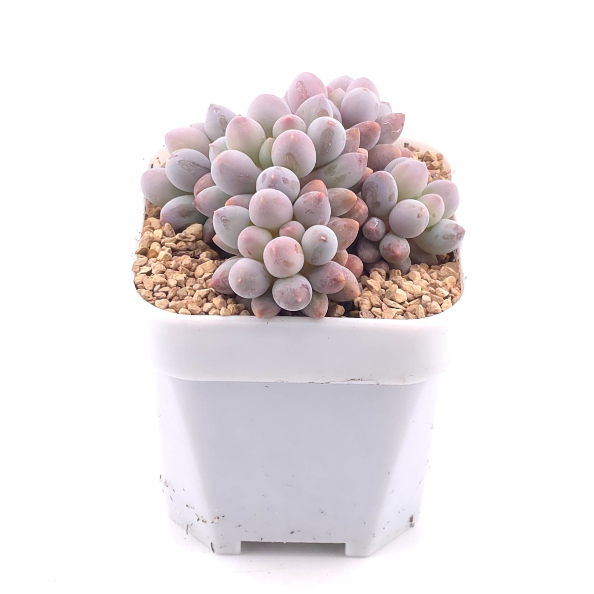 Pachyphytum ‘Machucae’ (Baby Finger) | 嬰兒手指 thumbnail 2