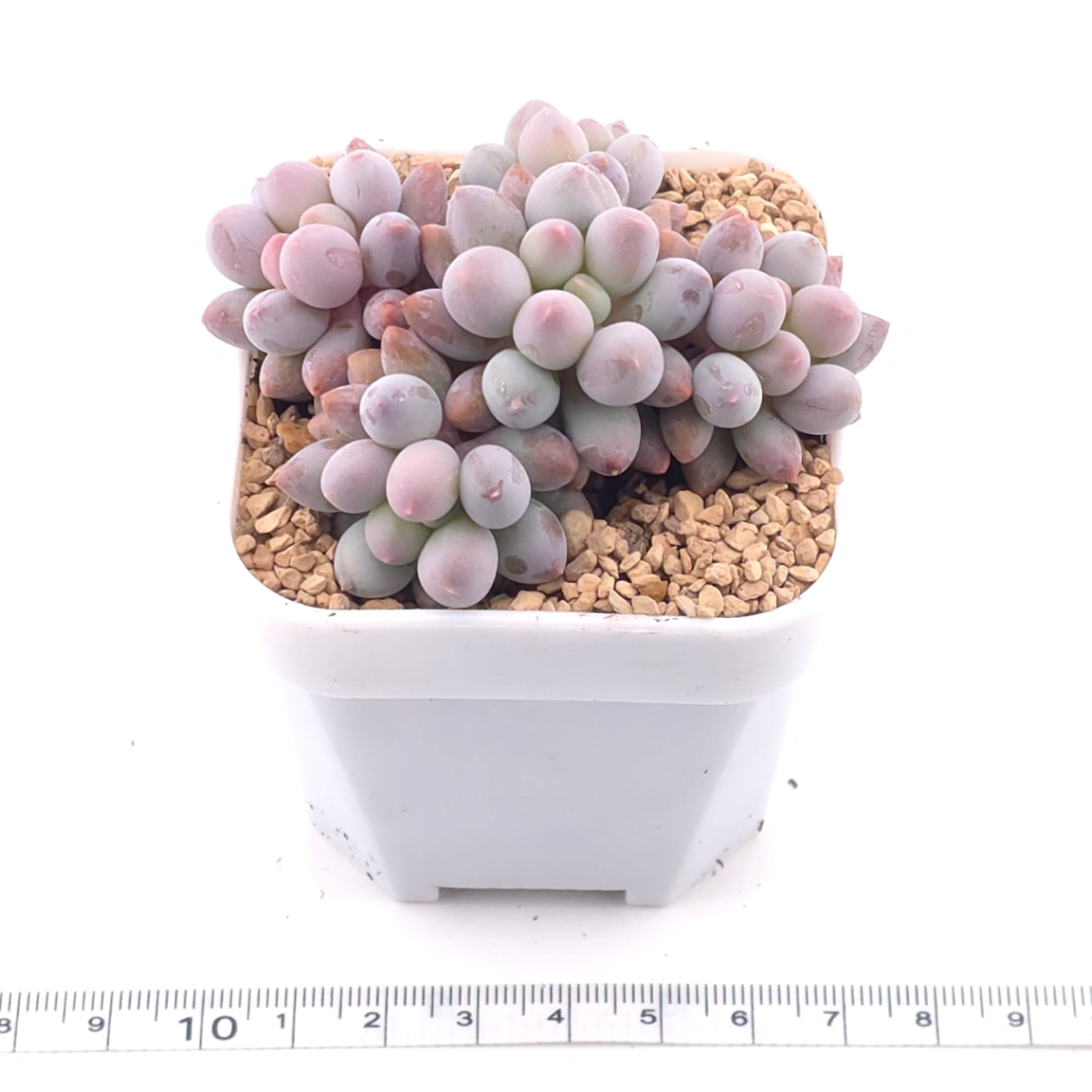 Pachyphytum ‘Machucae’ (Baby Finger) | 嬰兒手指 thumbnail 3