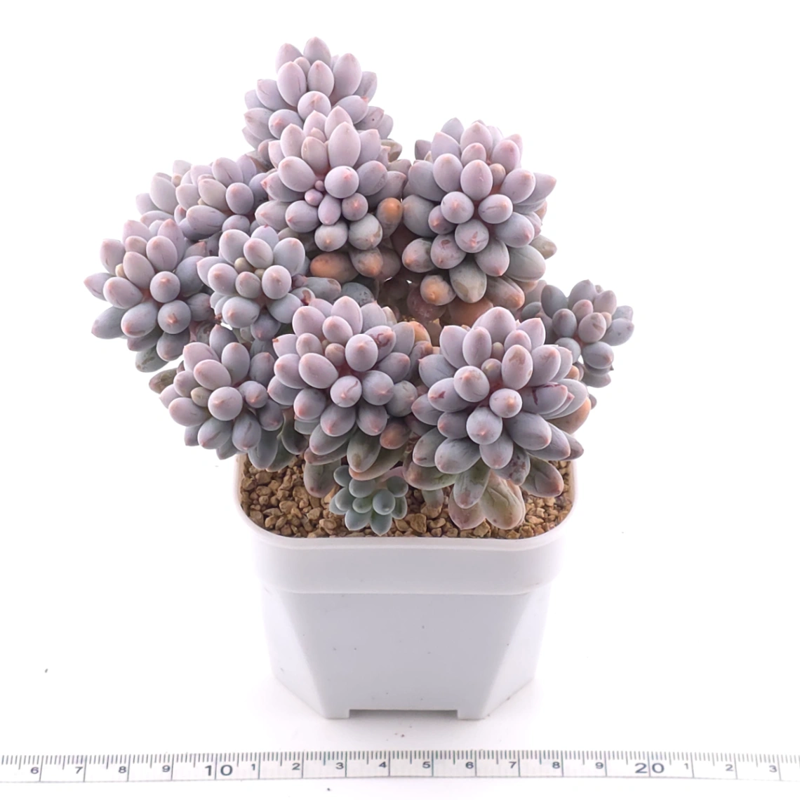 Pachyphytum ‘Machucae’ (Baby Finger) | 嬰兒手指 thumbnail 3