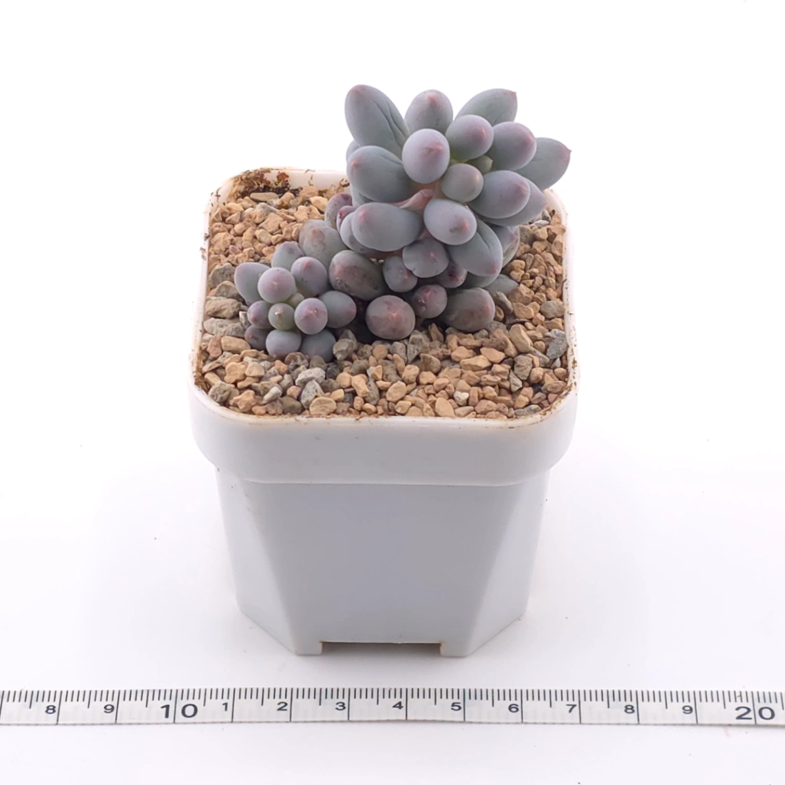 Pachyphytum ‘Machucae’ (Baby Finger) | 嬰兒手指 thumbnail 3