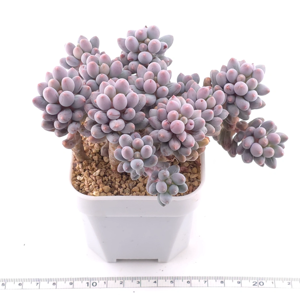 Pachyphytum ‘Machucae’ (Baby Finger) | 嬰兒手指 thumbnail 3