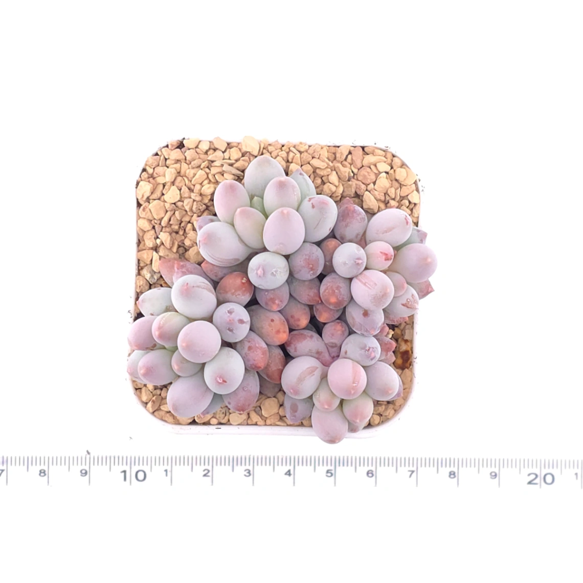 Pachyphytum ‘Machucae’ (Baby Finger) | 嬰兒手指 thumbnail 4
