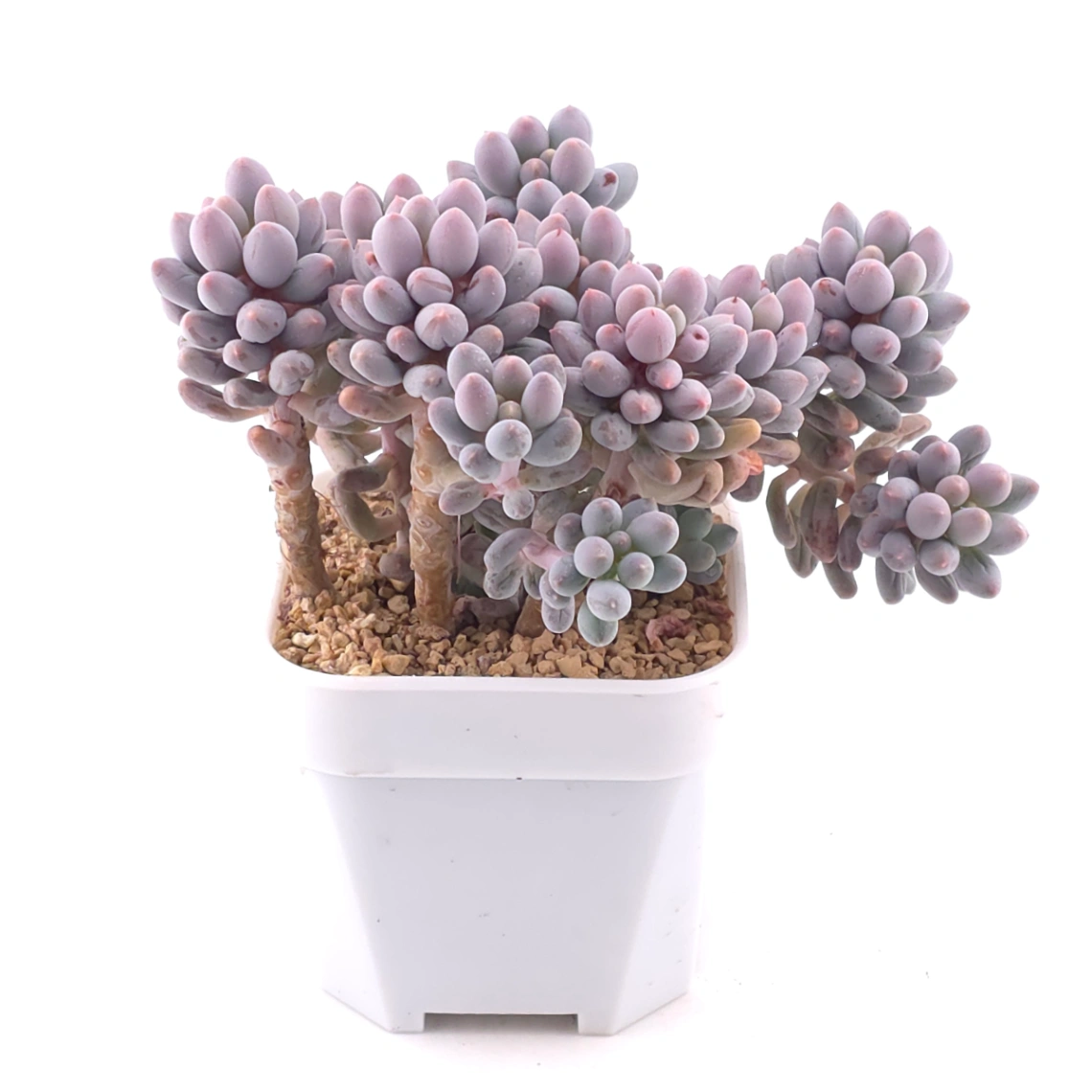 Pachyphytum ‘Machucae’ (Baby Finger) | 嬰兒手指 thumbnail 2