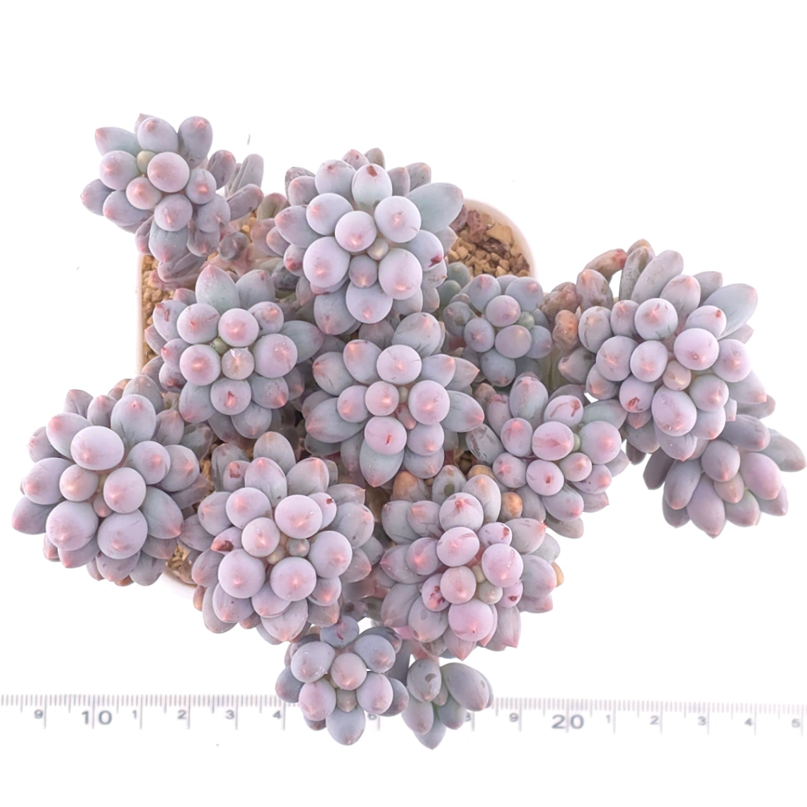 Pachyphytum ‘Machucae’ (Baby Finger) | 嬰兒手指 thumbnail 4