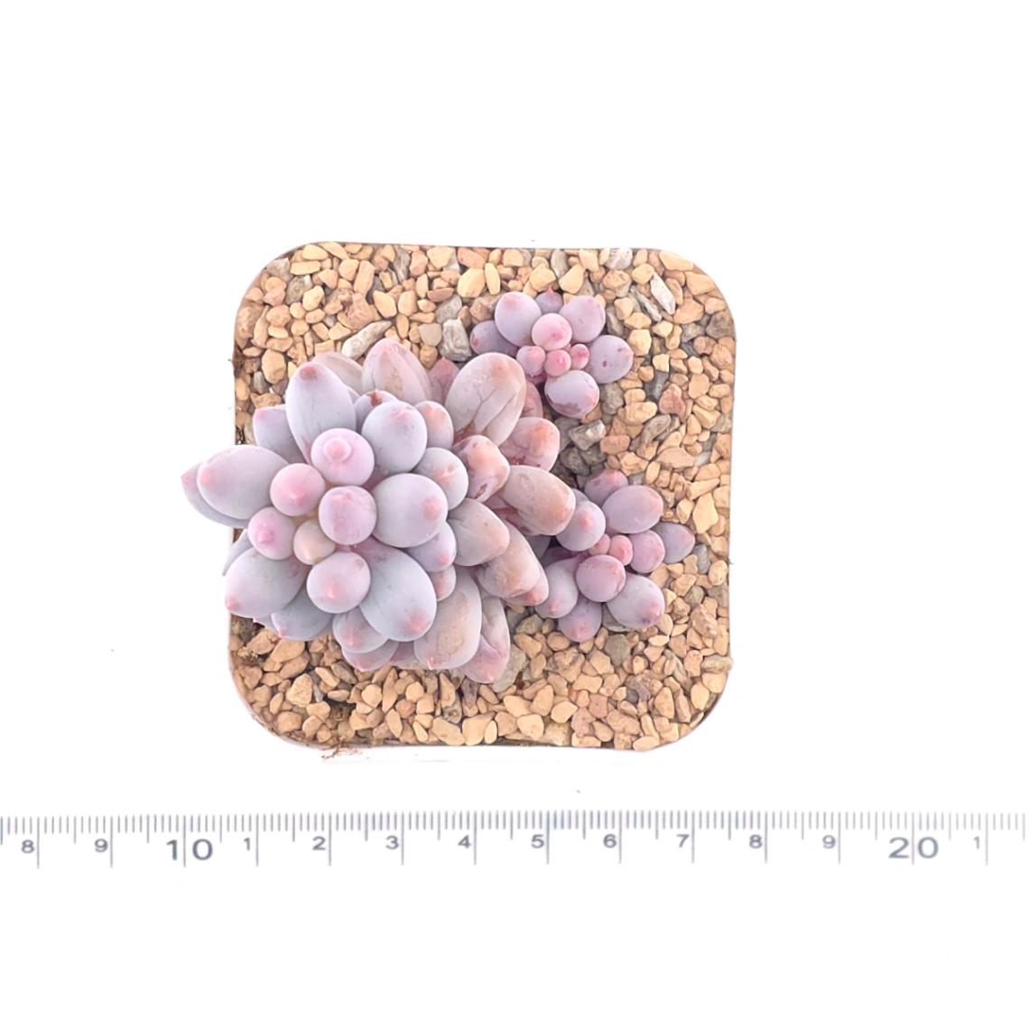Pachyphytum ‘Machucae’ (Baby Finger) | 嬰兒手指 thumbnail 4