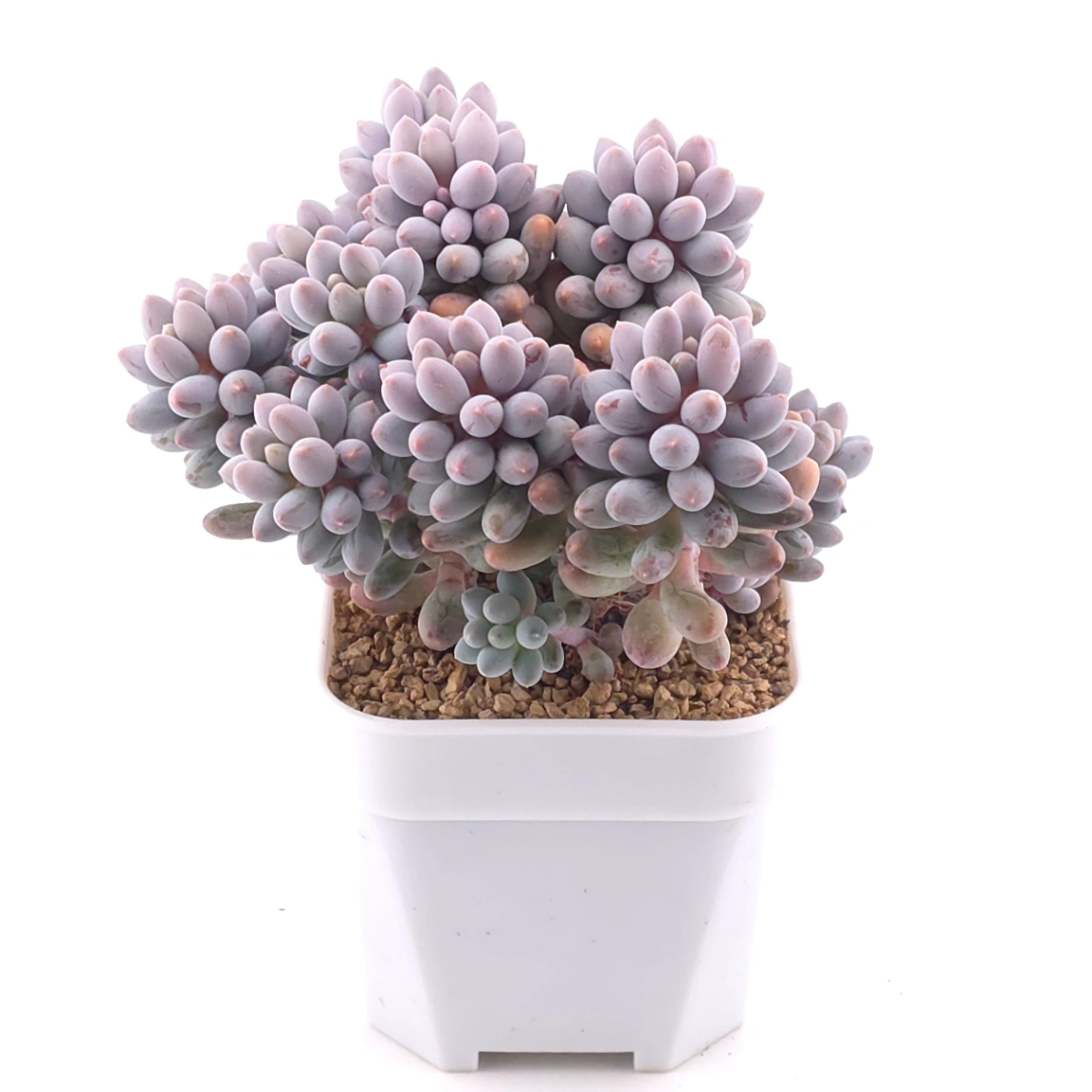 Pachyphytum ‘Machucae’ (Baby Finger) | 嬰兒手指 thumbnail 2