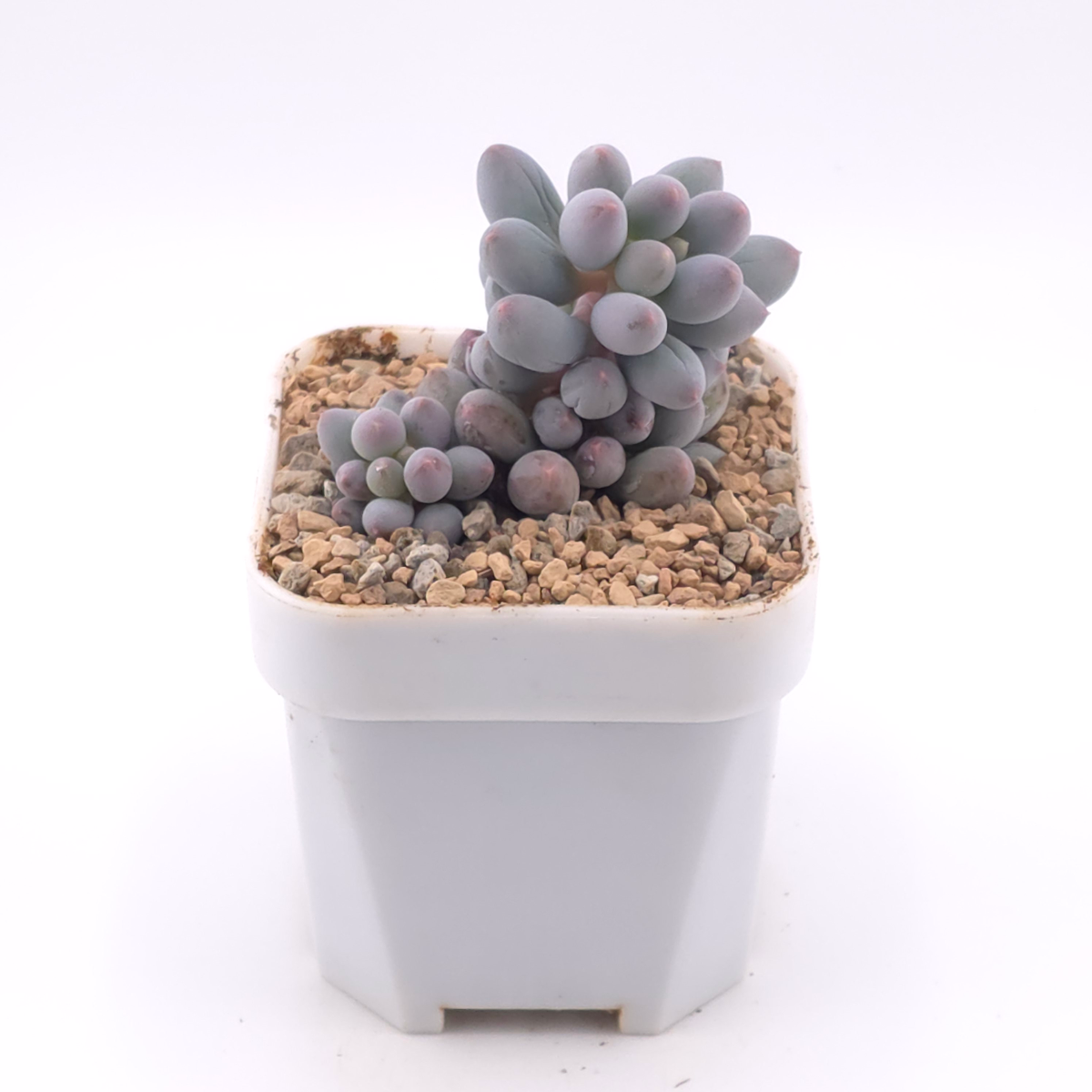Pachyphytum ‘Machucae’ (Baby Finger) | 嬰兒手指 thumbnail 2