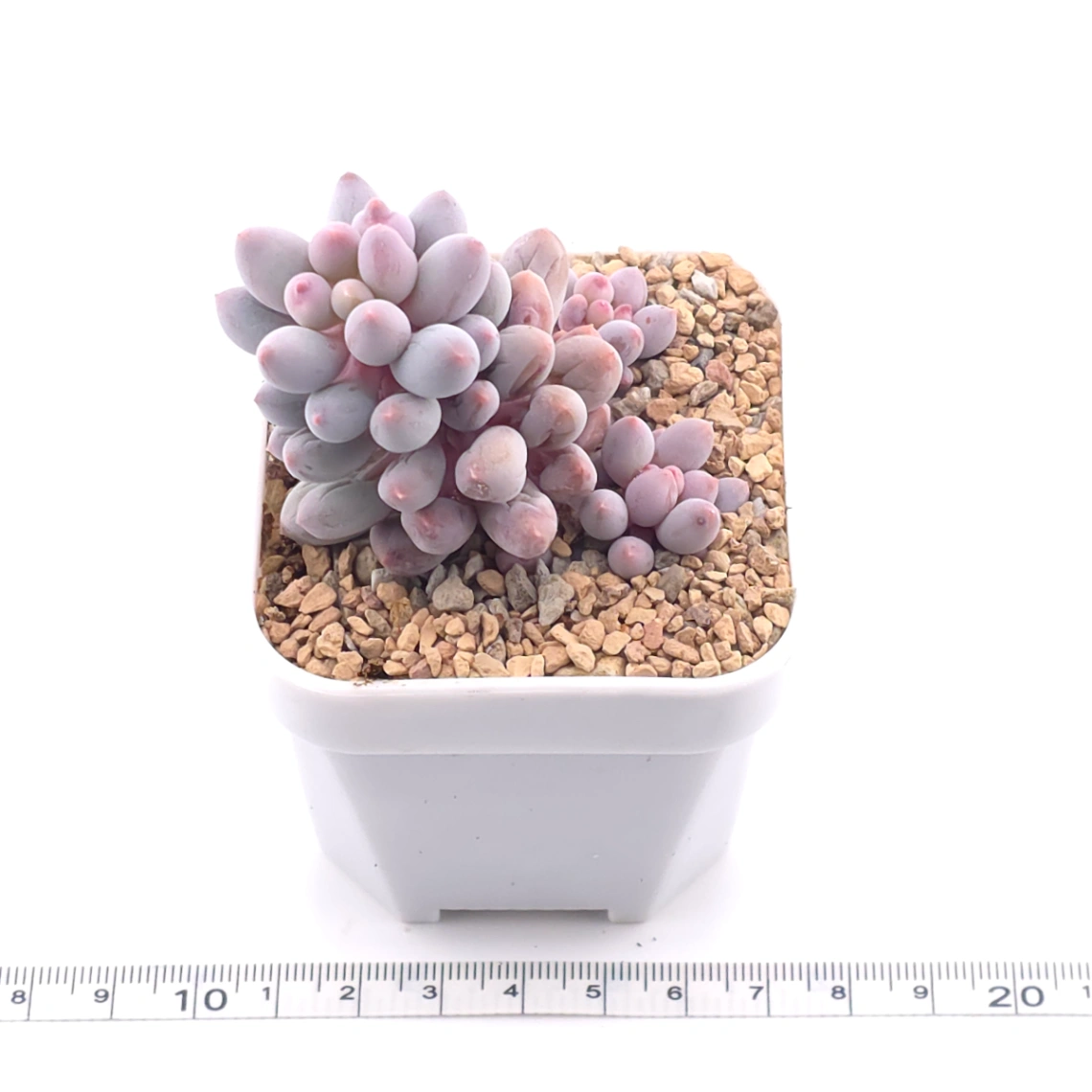 Pachyphytum ‘Machucae’ (Baby Finger) | 嬰兒手指 thumbnail 3