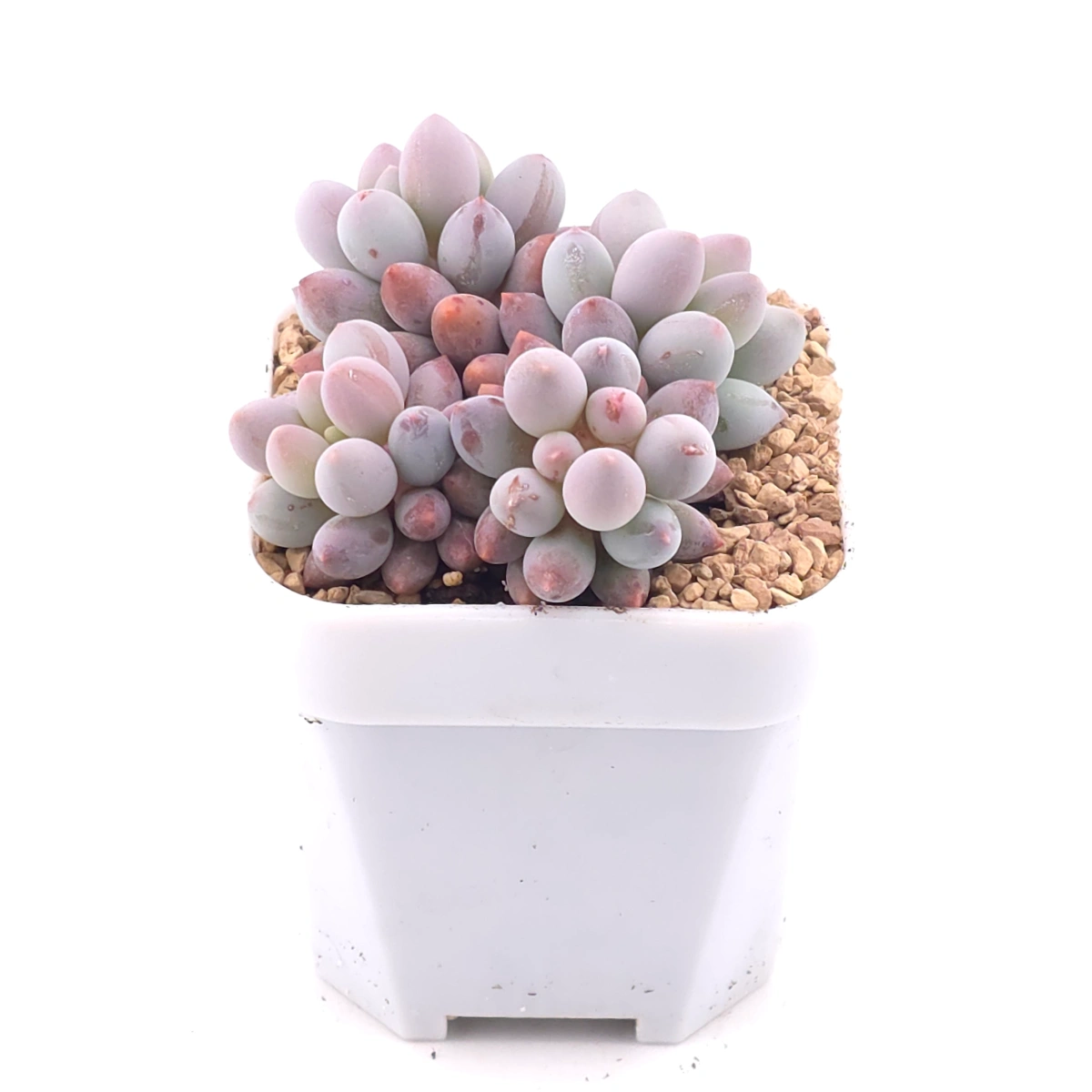 Pachyphytum ‘Machucae’ (Baby Finger) | 嬰兒手指 thumbnail 2