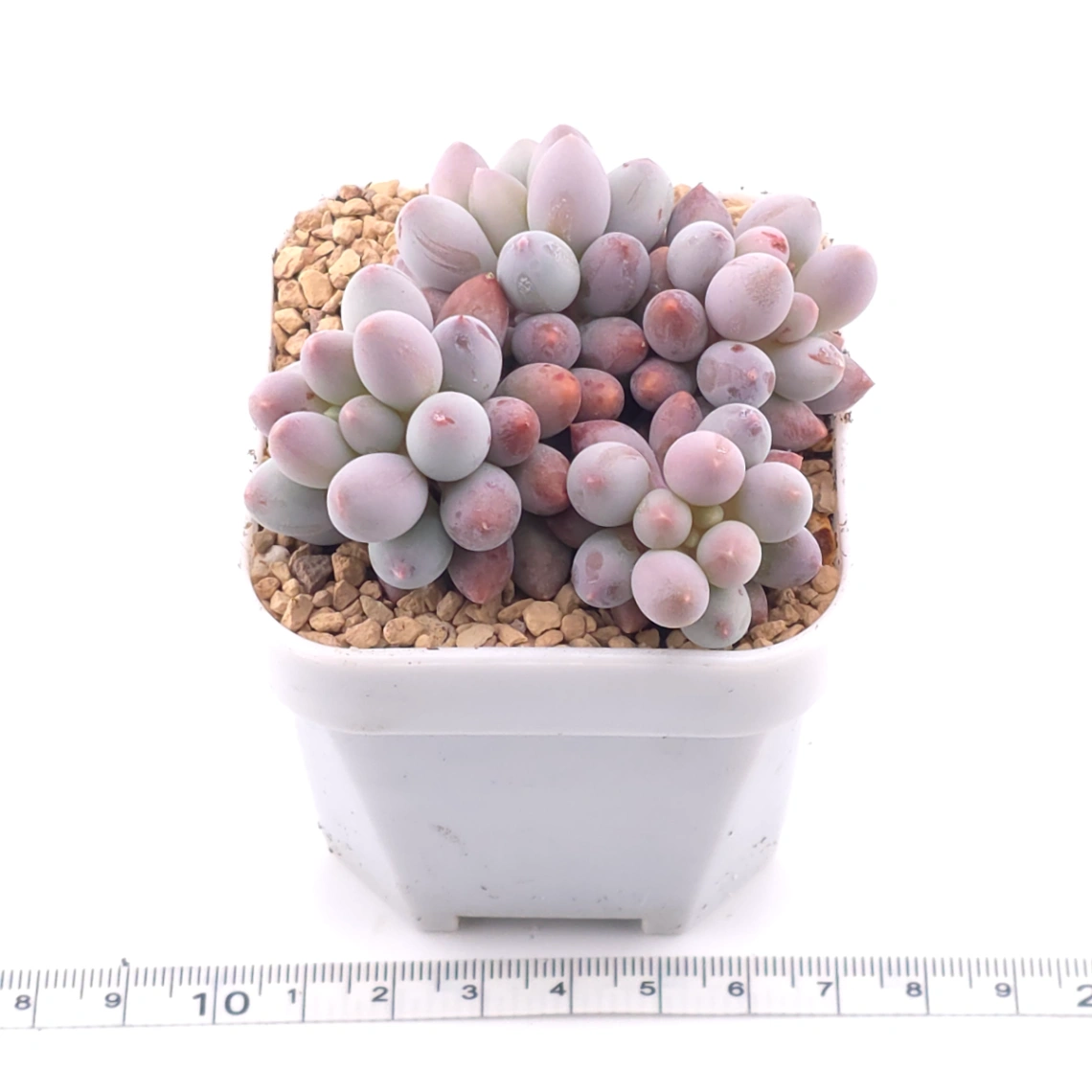 Pachyphytum ‘Machucae’ (Baby Finger) | 嬰兒手指 thumbnail 3