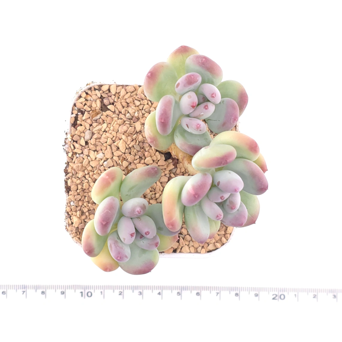 Pachyphytum 'Mikadukibijin' | 三日月美人 thumbnail 4