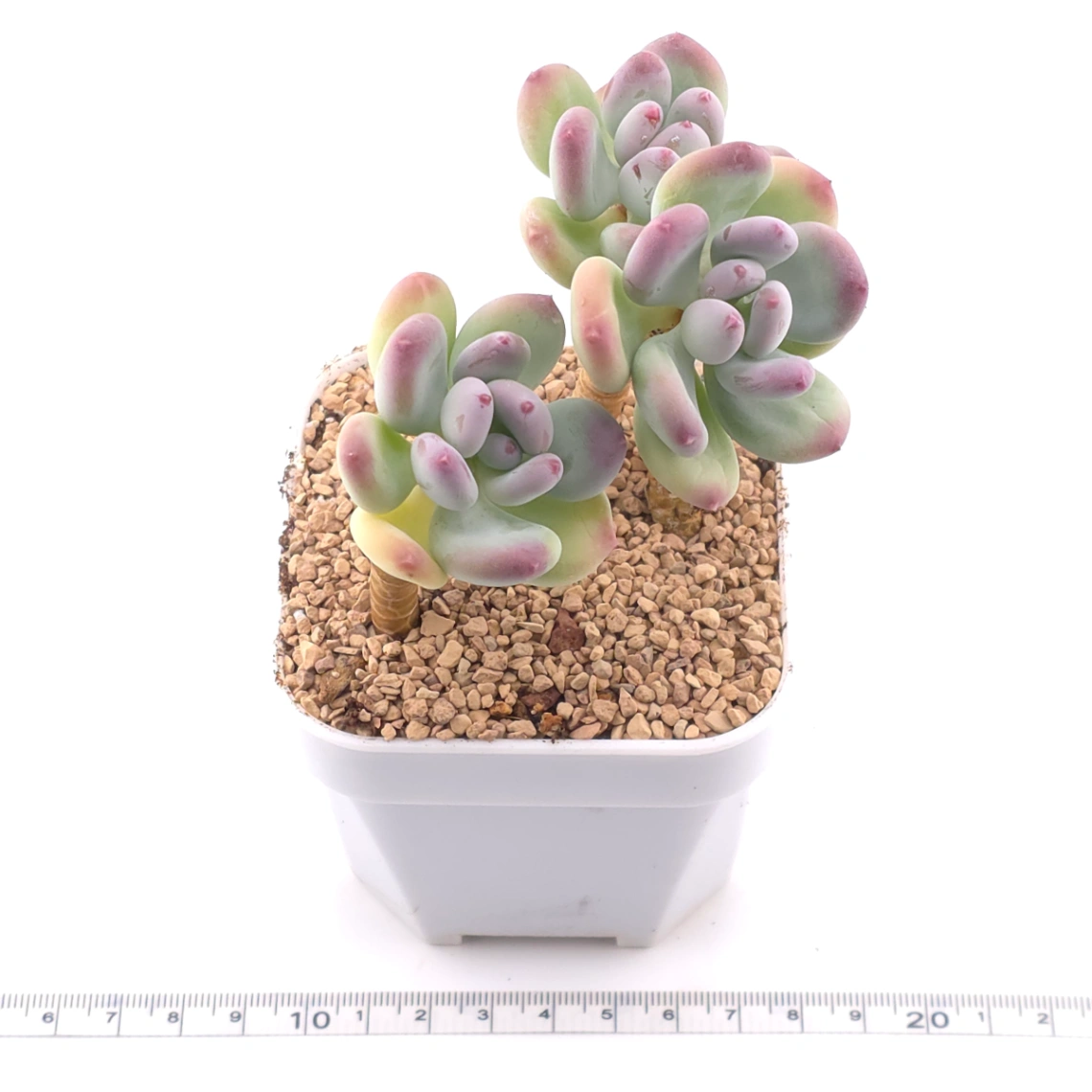 Pachyphytum 'Mikadukibijin' | 三日月美人 thumbnail 3