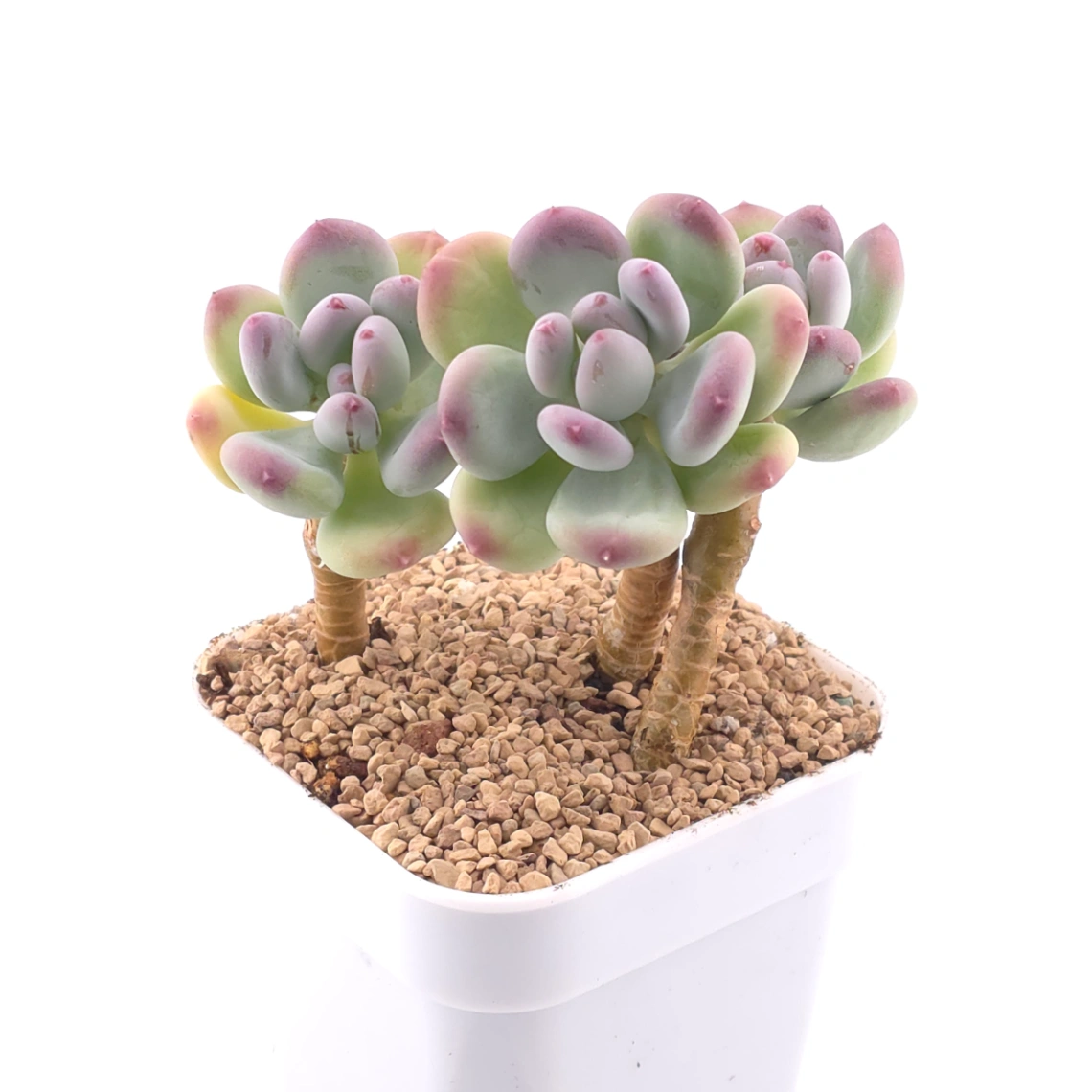Pachyphytum 'Mikadukibijin' | 三日月美人 thumbnail 2