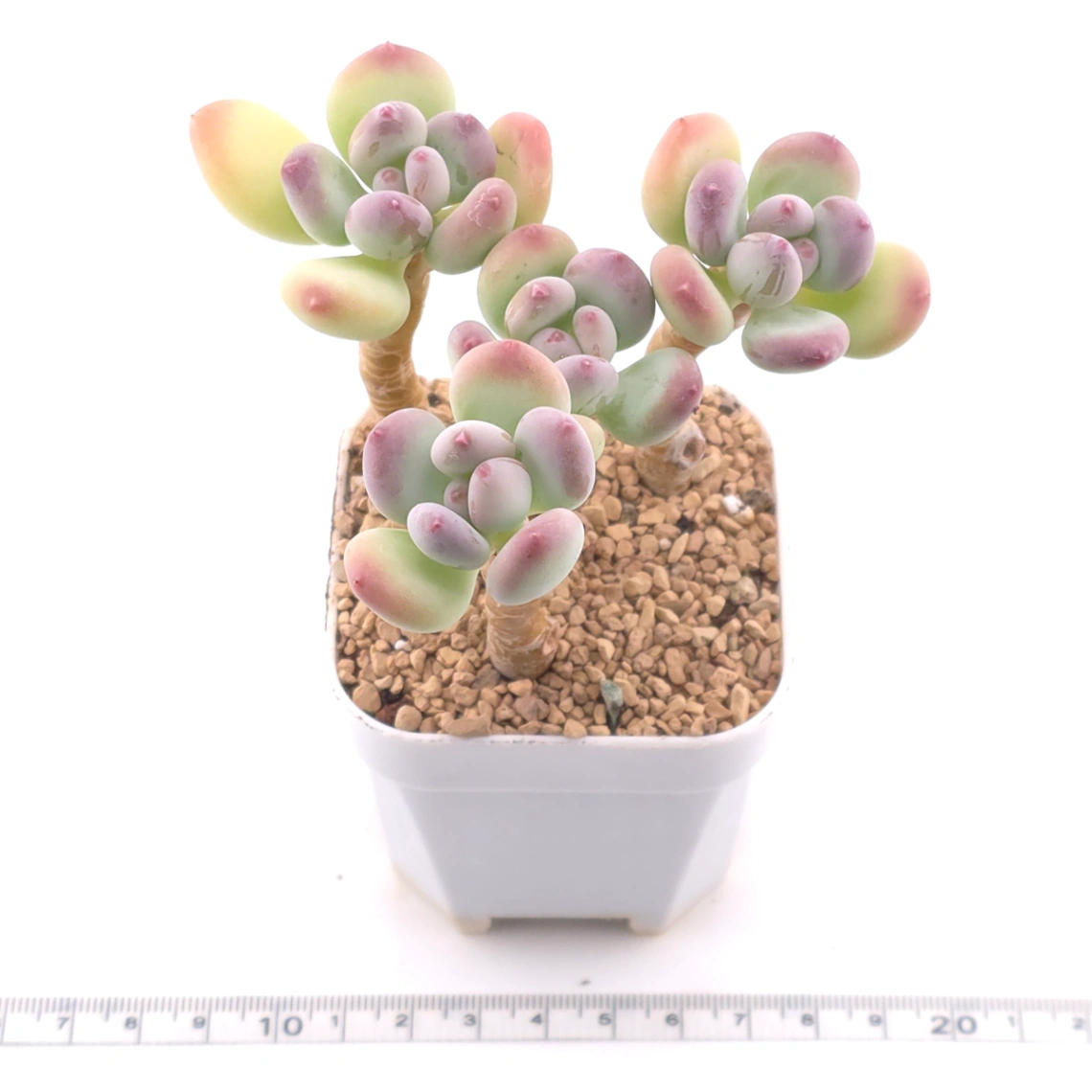 Pachyphytum 'Mikadukibijin' | 三日月美人 thumbnail 3