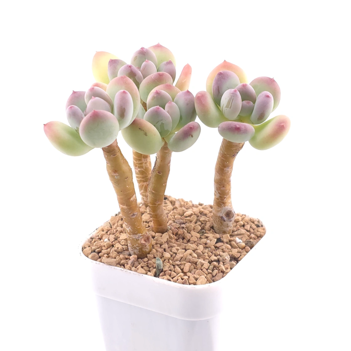 Pachyphytum 'Mikadukibijin' | 三日月美人 thumbnail 2