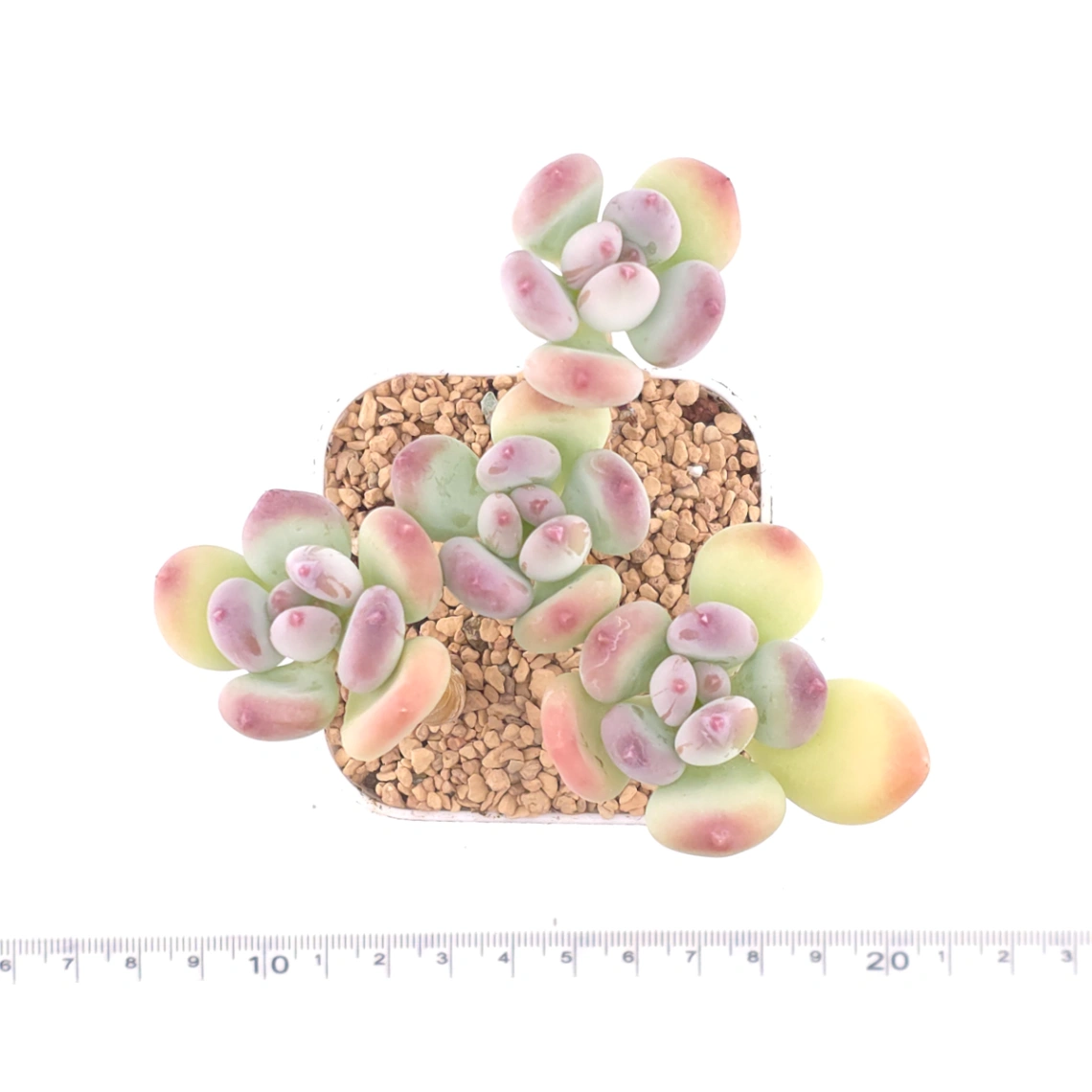 Pachyphytum 'Mikadukibijin' | 三日月美人 thumbnail 4
