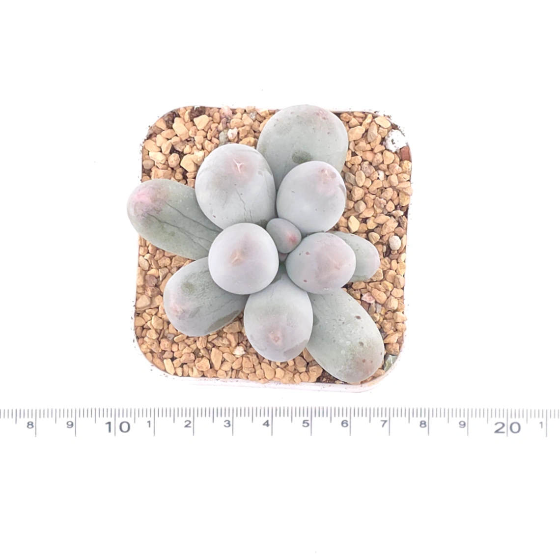 Pachyphytum 'Miko Miin' | 美空 thumbnail 4