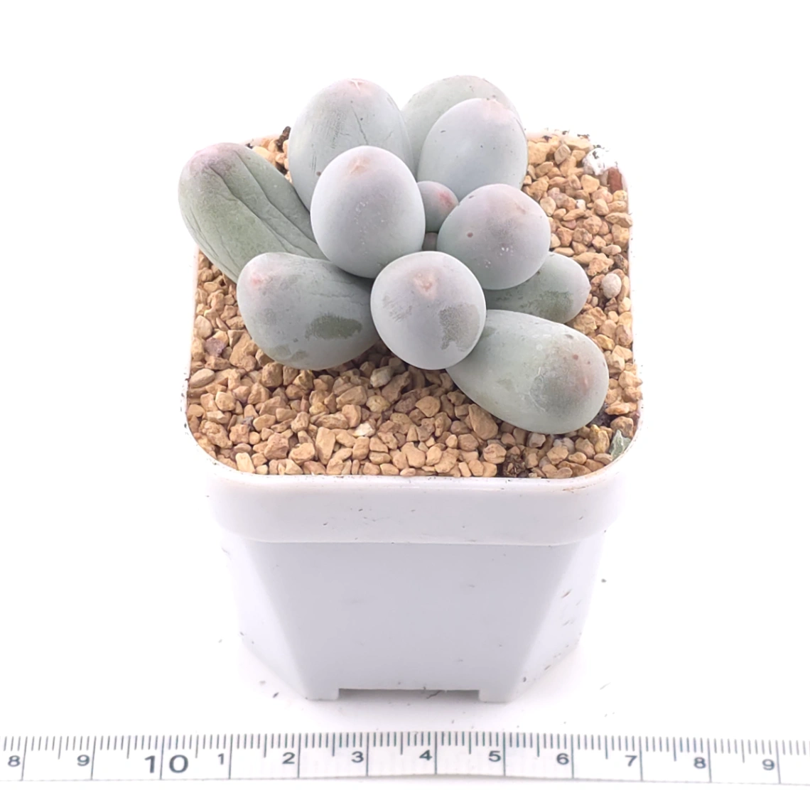 Pachyphytum 'Miko Miin' | 美空 thumbnail 3