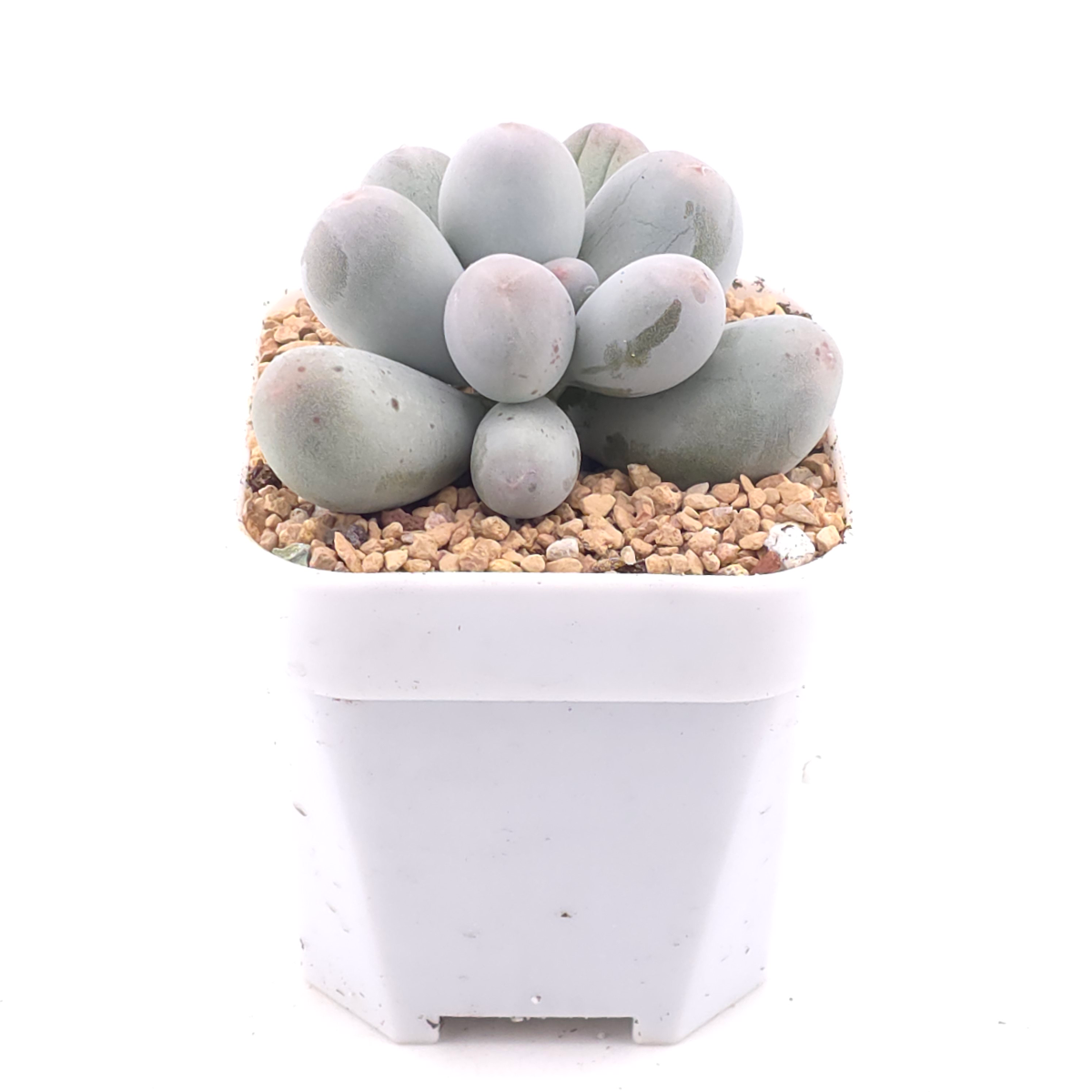 Pachyphytum 'Miko Miin' | 美空 thumbnail 2