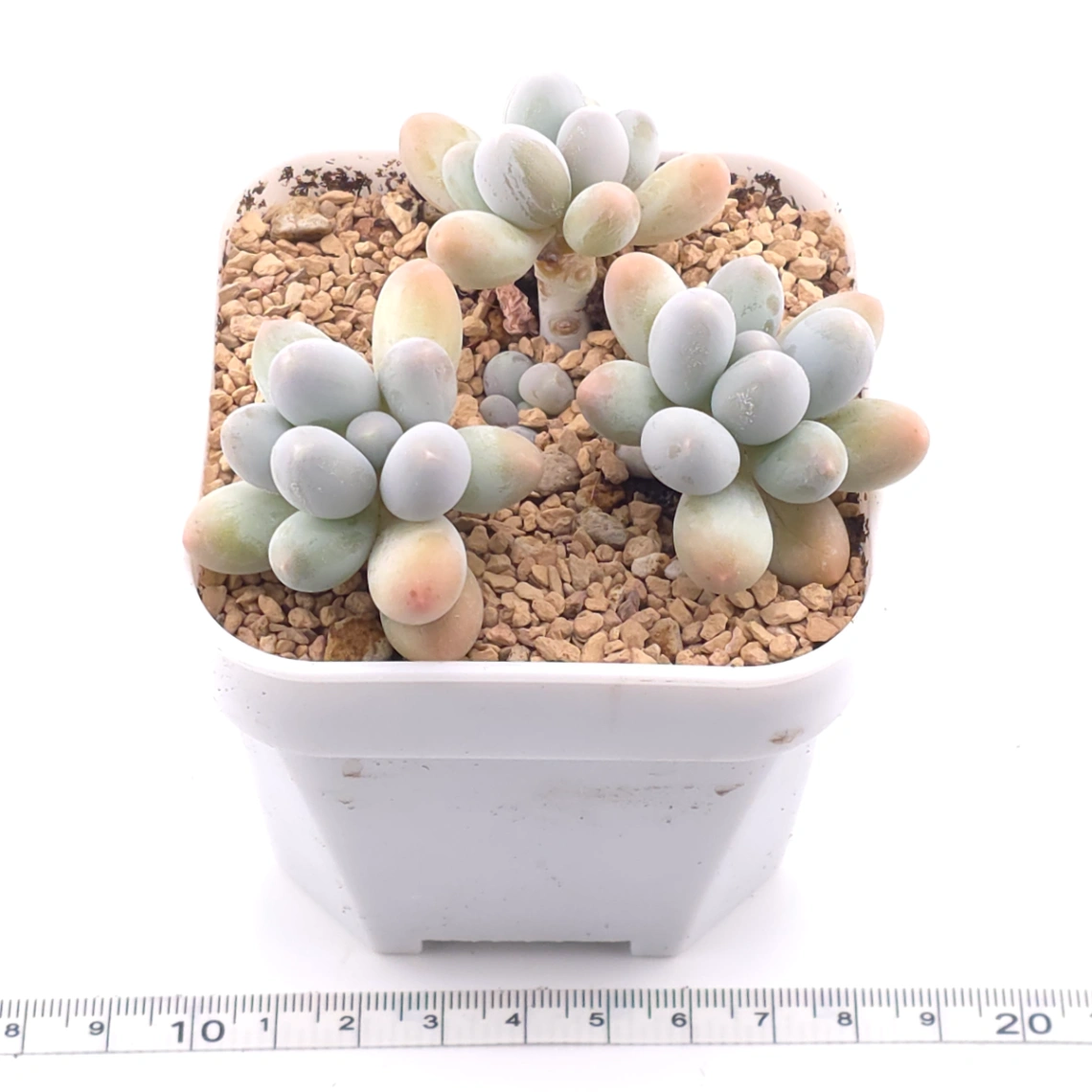 Pachyphytum 'Milk Beans' | 奶豆群 thumbnail 3