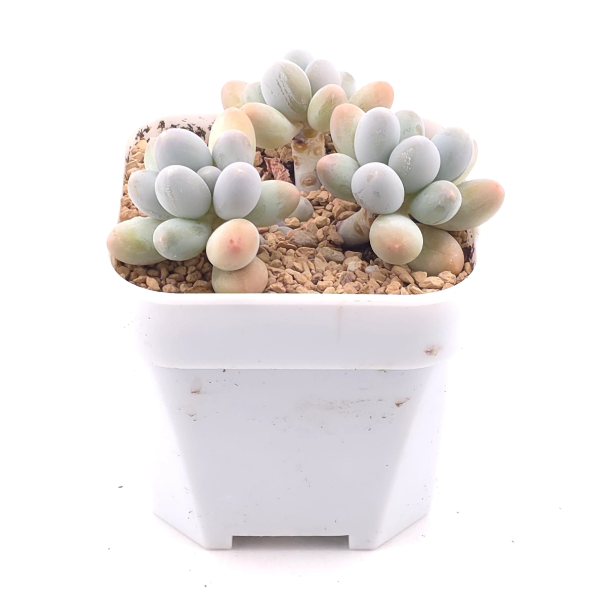 Pachyphytum 'Milk Beans' | 奶豆群 thumbnail 2