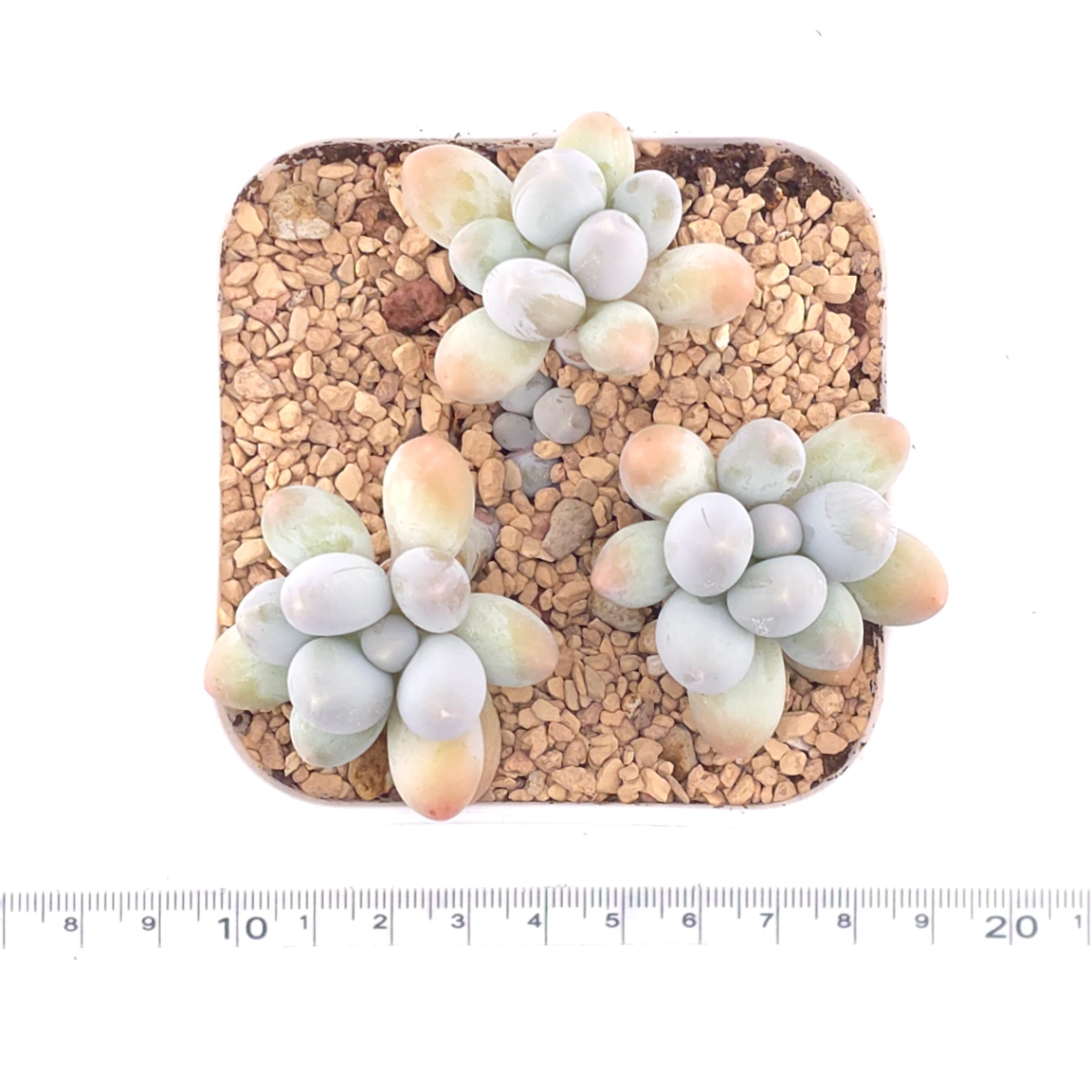 Pachyphytum 'Milk Beans' | 奶豆群 thumbnail 4
