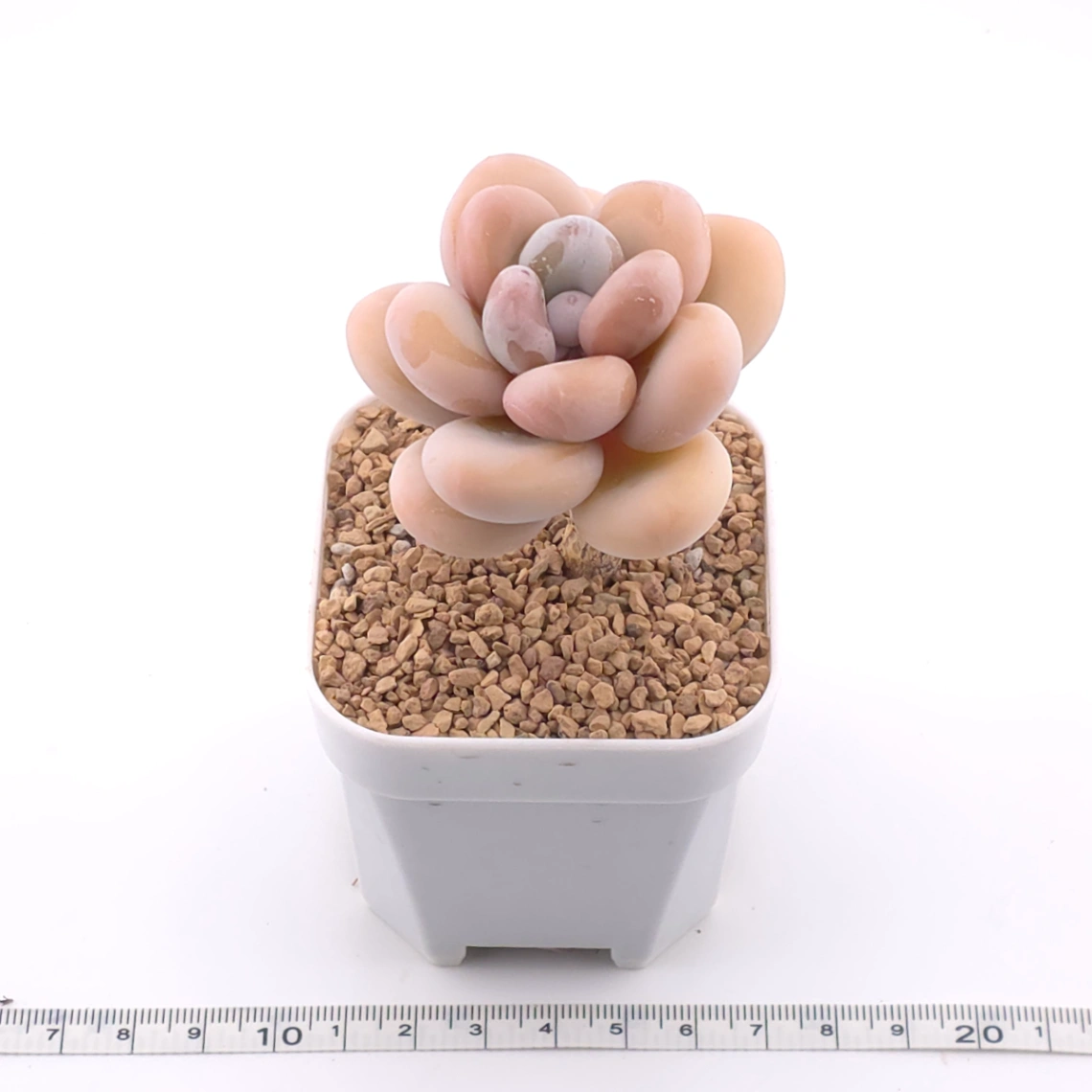 Pachyphytum oviferum ‘Moonstone’ | 桃美人 thumbnail 3