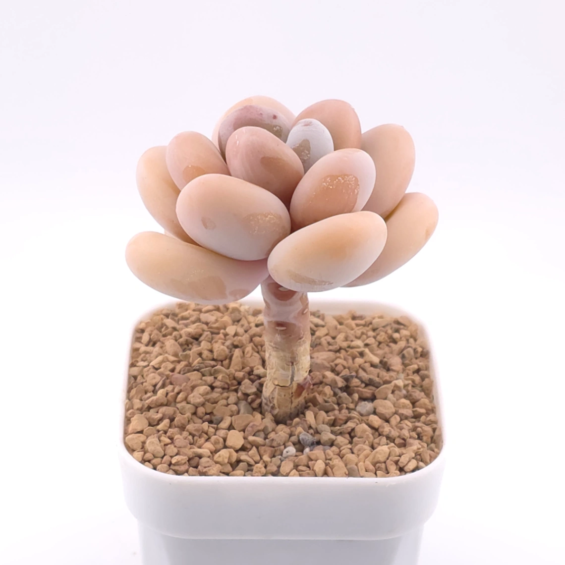 Pachyphytum oviferum ‘Moonstone’ | 桃美人 thumbnail 2