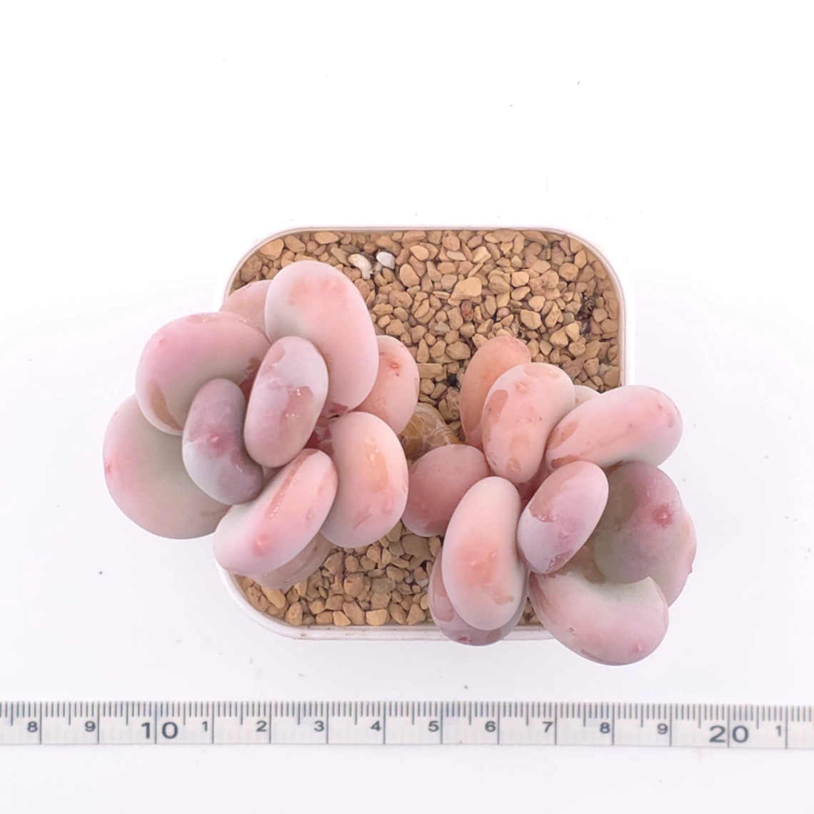 Pachyphytum oviferum ‘Moonstone’ | 桃美人 thumbnail 4