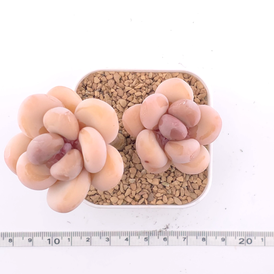 Pachyphytum oviferum ‘Moonstone’ | 桃美人 thumbnail 4