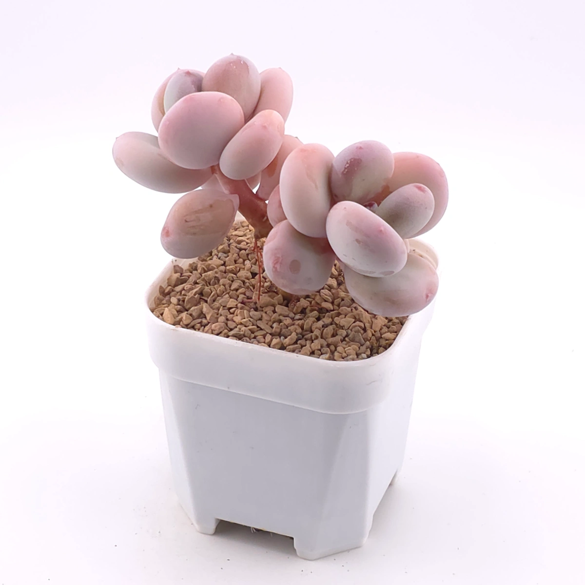 Pachyphytum oviferum ‘Moonstone’ | 桃美人 thumbnail 2