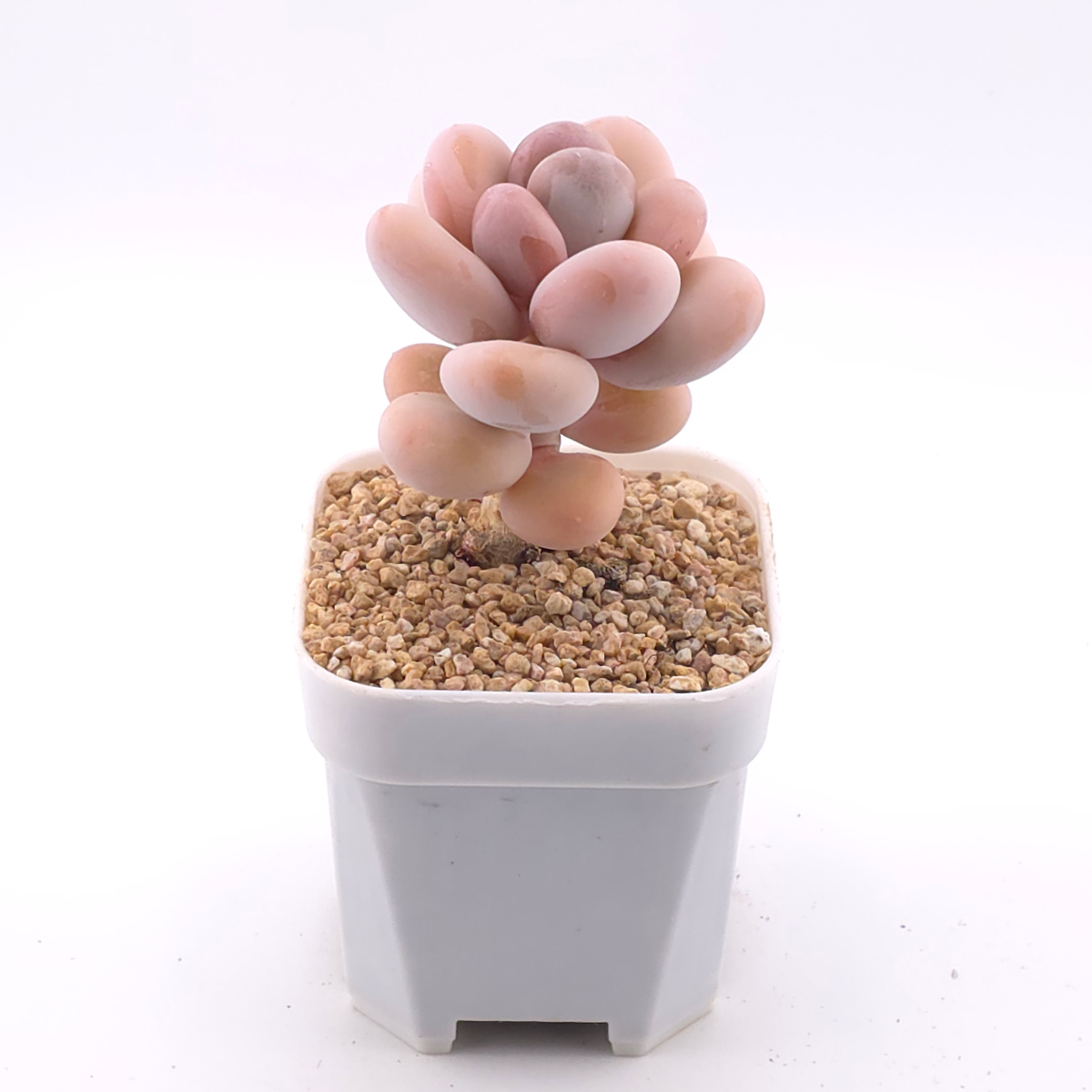 Pachyphytum oviferum ‘Moonstone’ | 桃美人 thumbnail 2