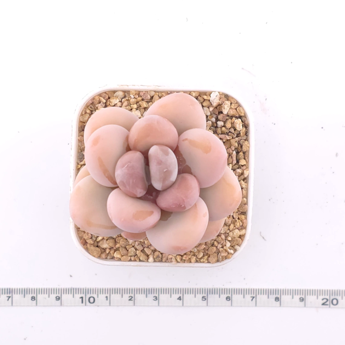 Pachyphytum oviferum ‘Moonstone’ | 桃美人 thumbnail 4