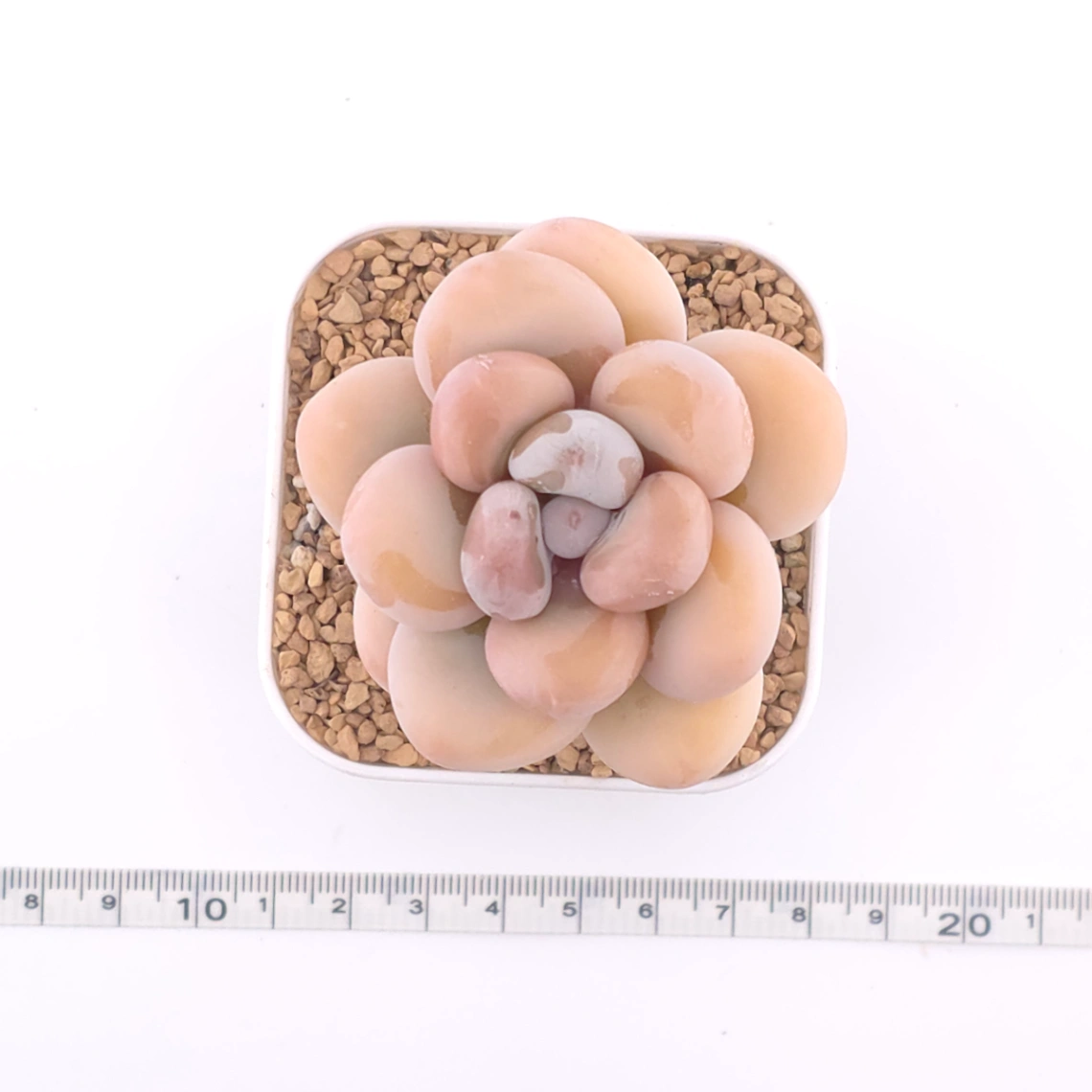 Pachyphytum oviferum ‘Moonstone’ | 桃美人 thumbnail 4