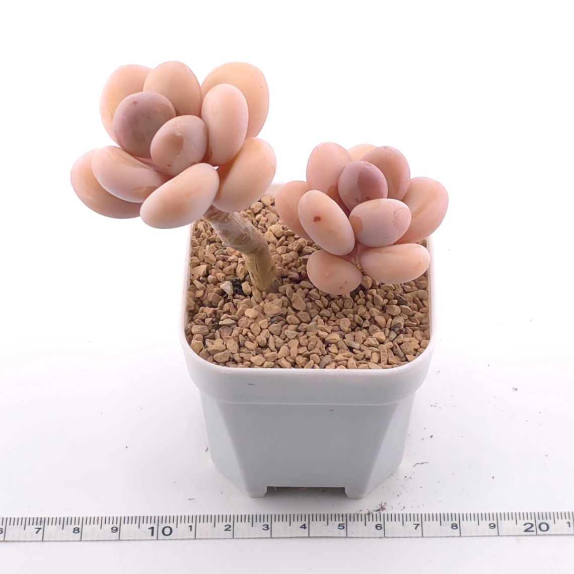 Pachyphytum oviferum ‘Moonstone’ | 桃美人 thumbnail 3